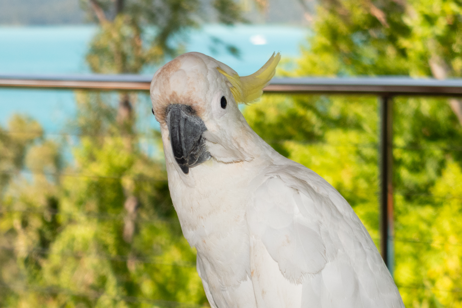 Cockatoo.