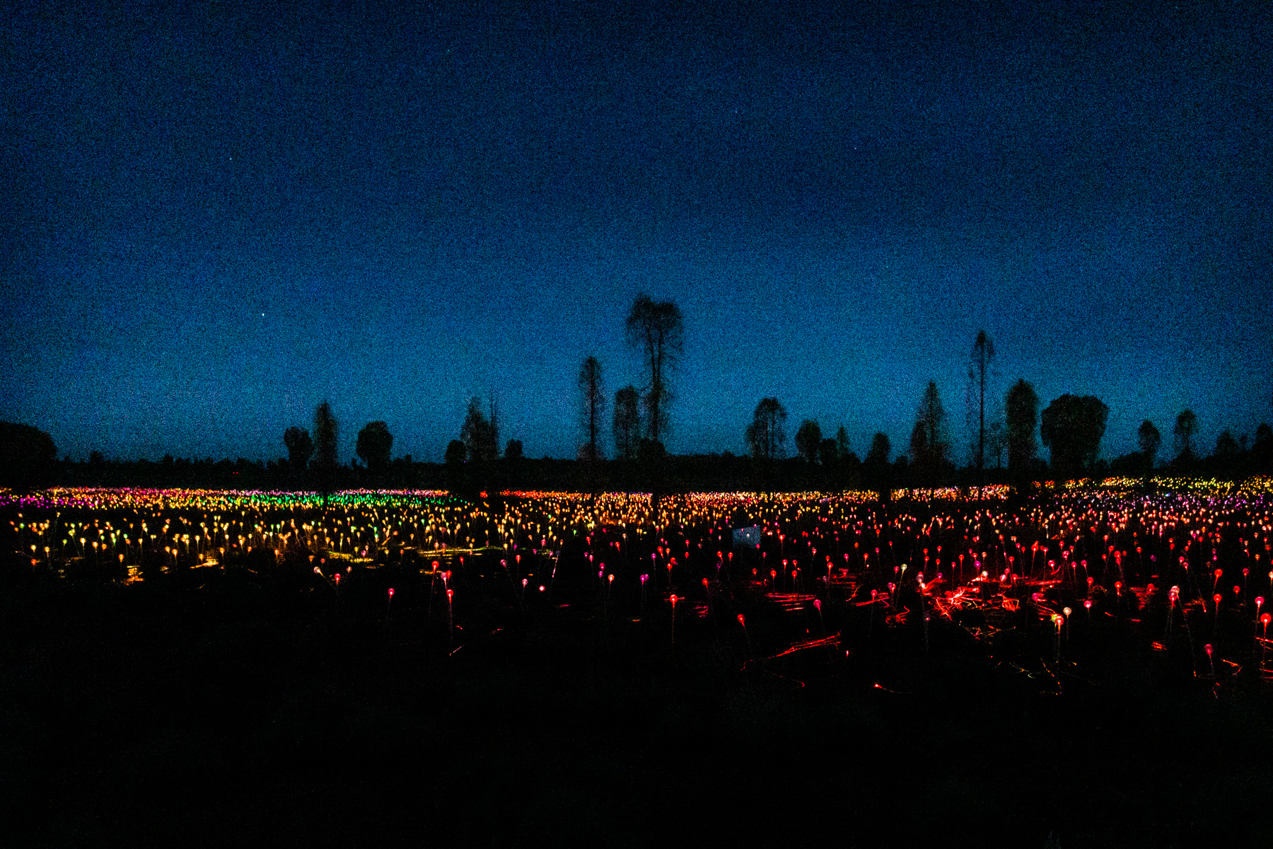 Field of Light.