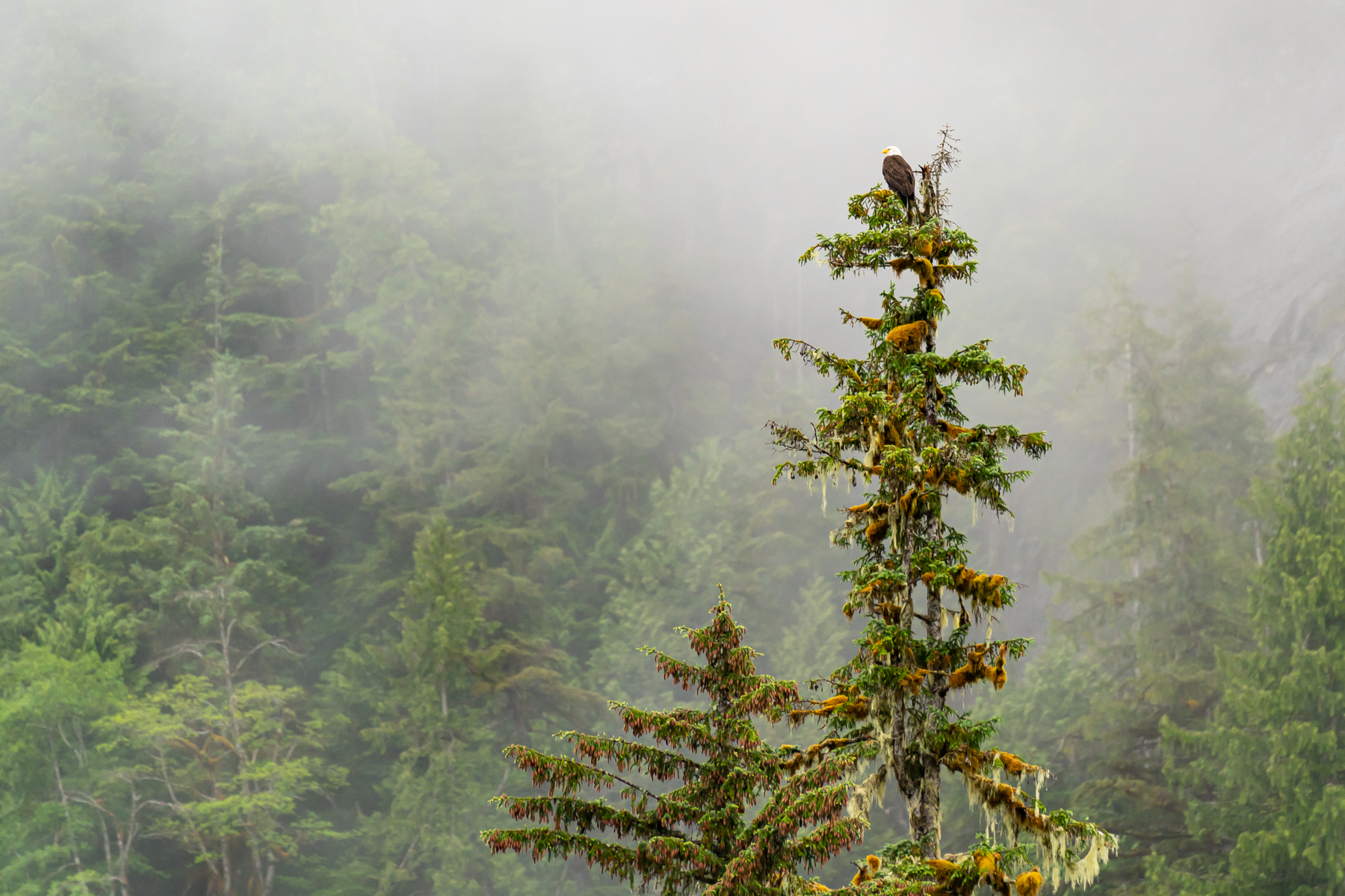 An eagle perched high on a tree in Rudyerd Bay.