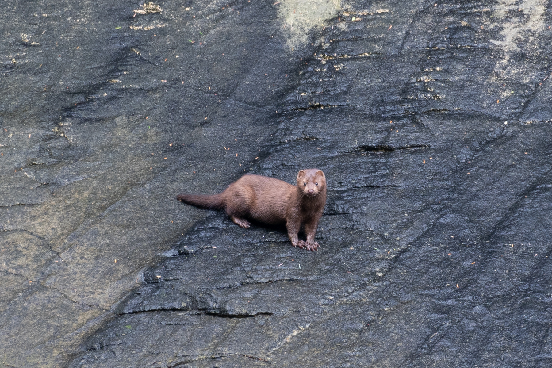 A mink on the shore of Rudyerd Bay.