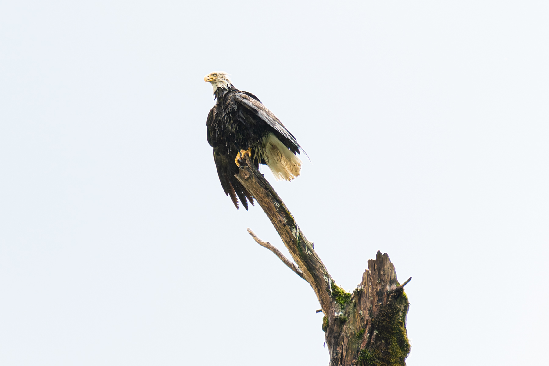 A Bald Eagle keeping watch along the Stikine River.