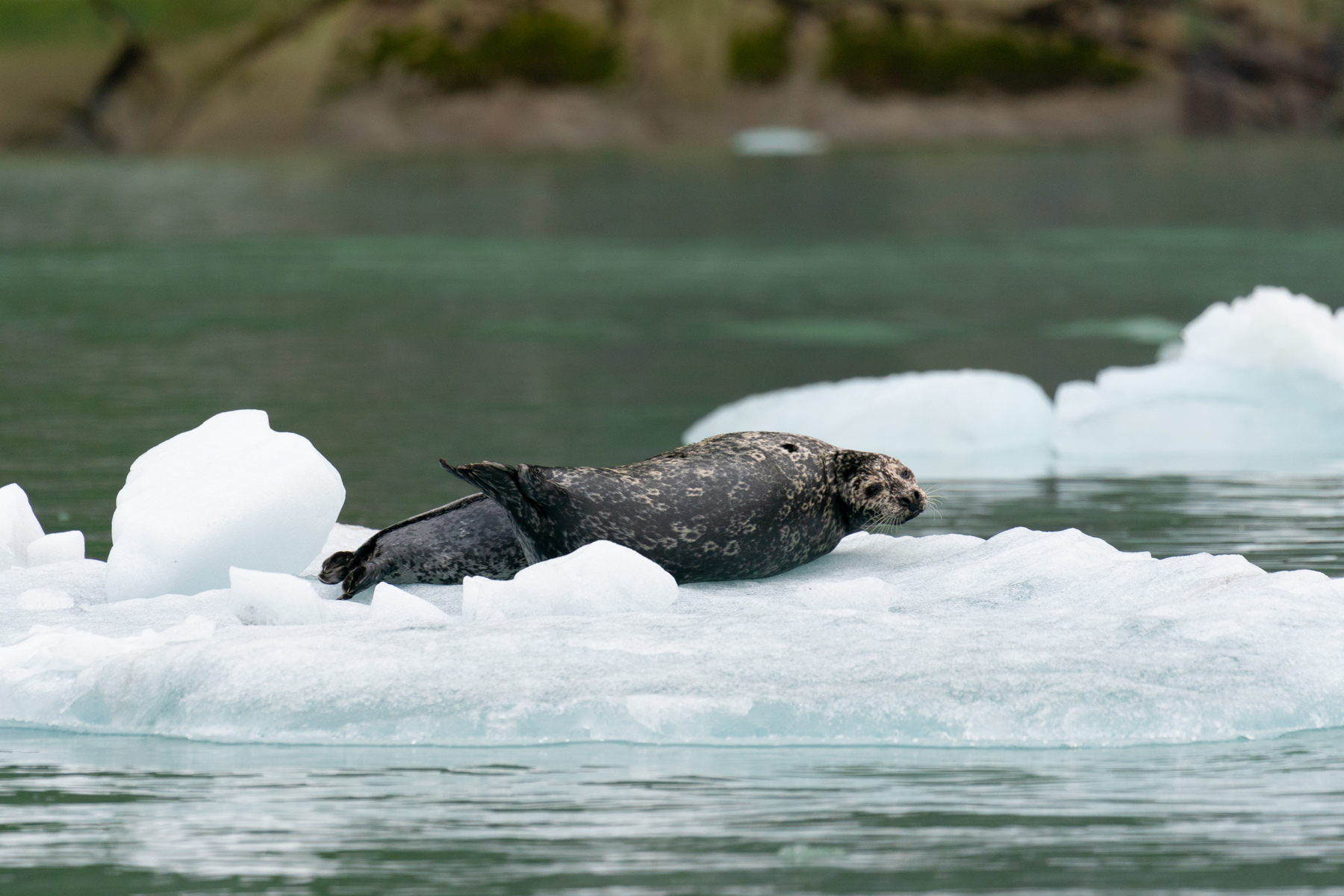 Seals resting an ice floe.