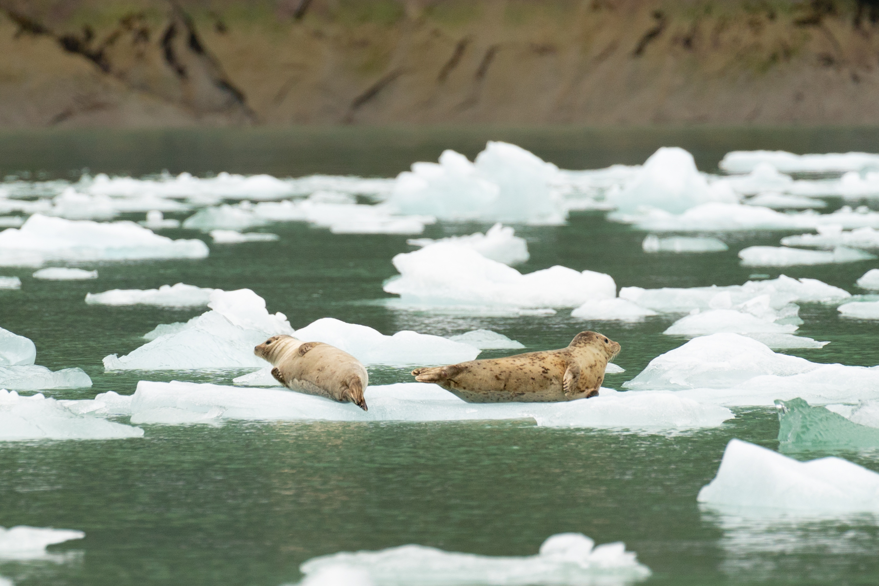 Resting seals.