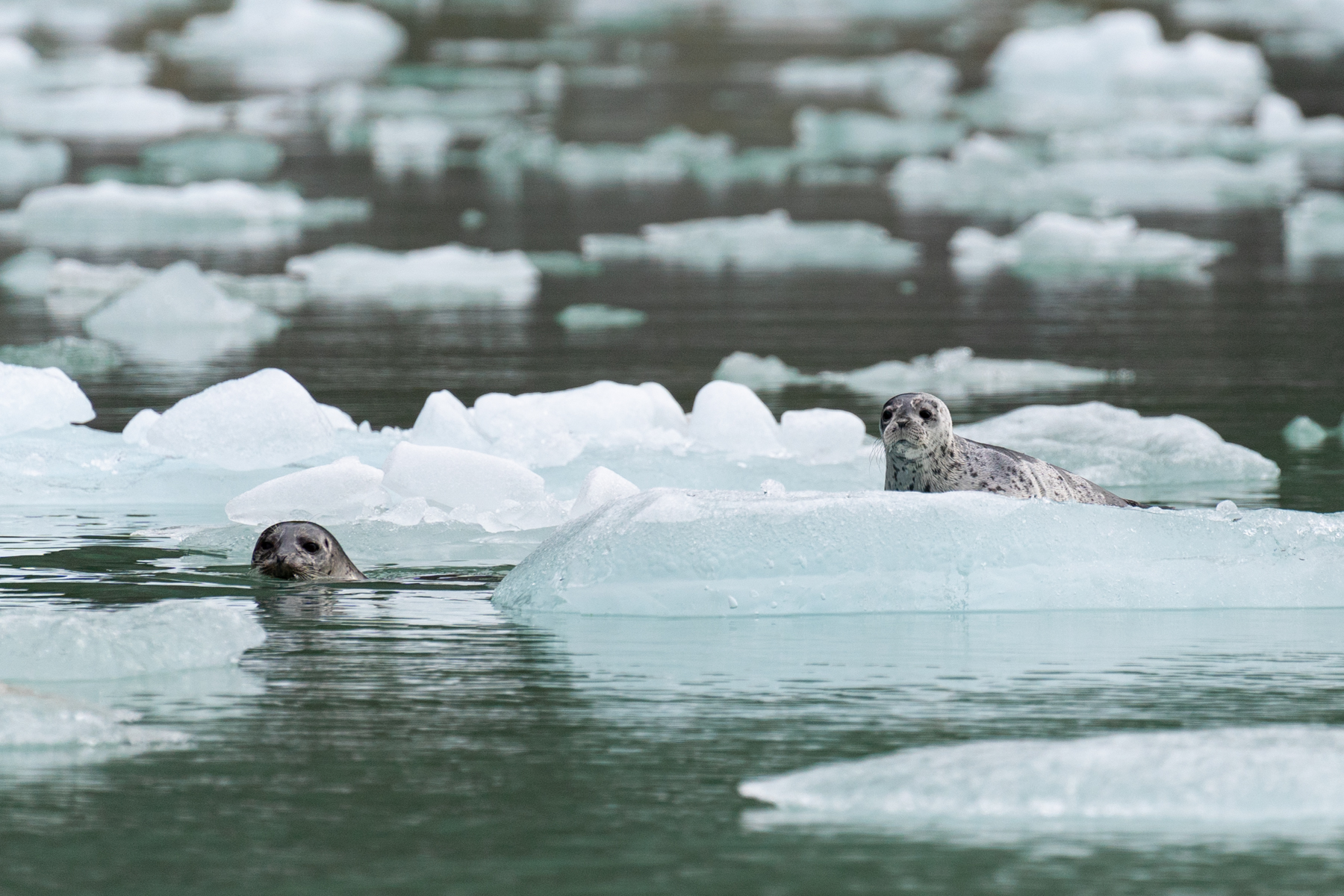 More seals.