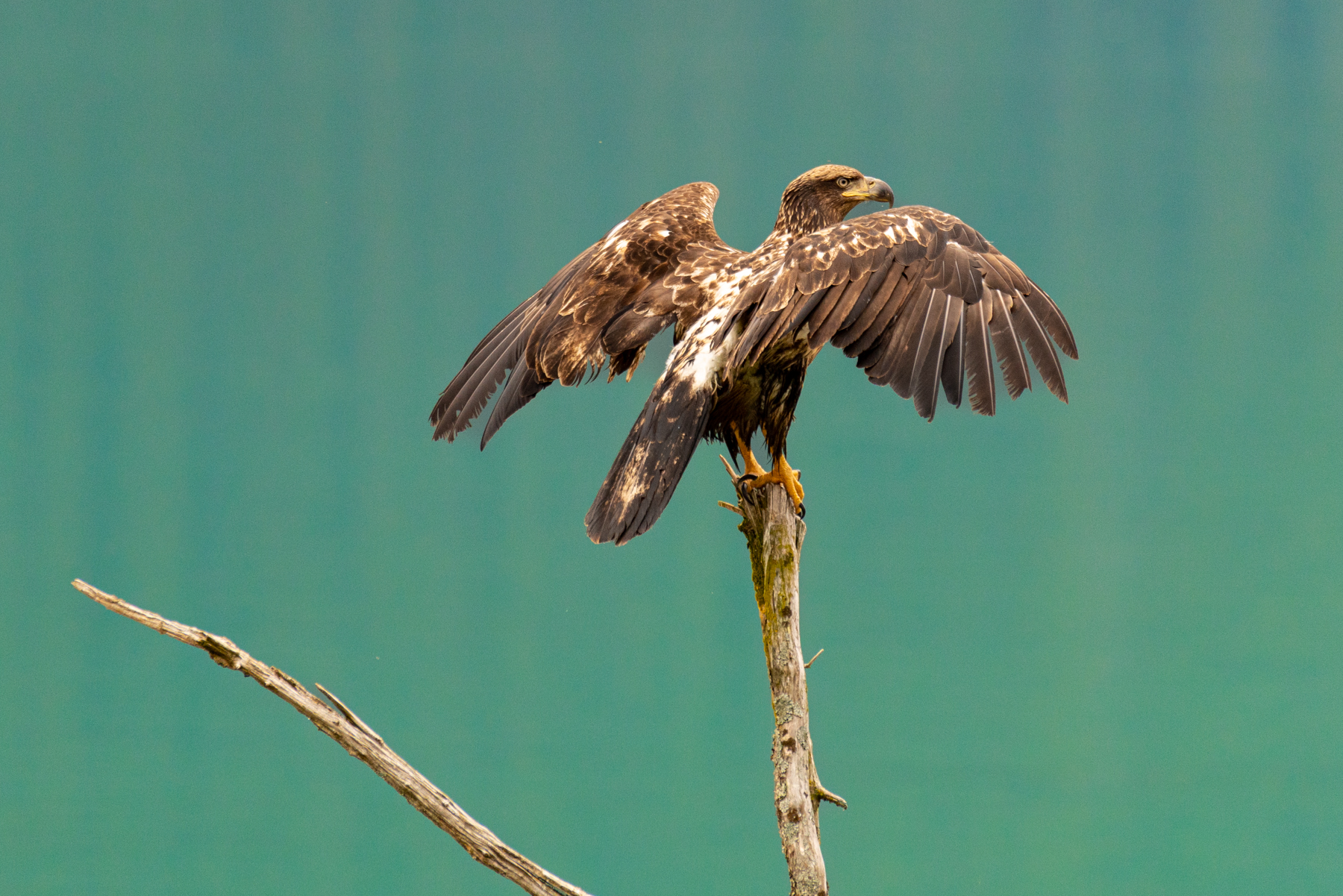 An eaglet in Haines.