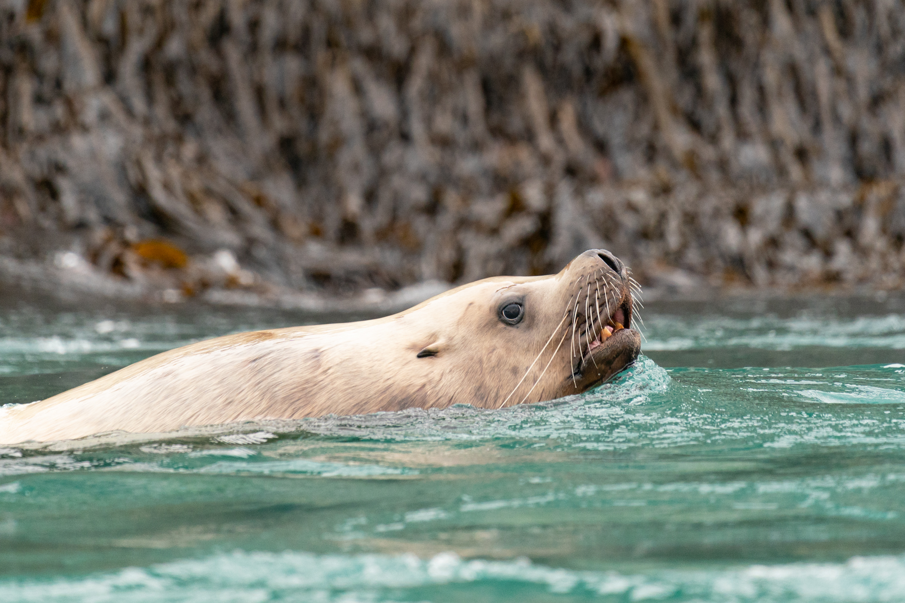 A sea lion swimming past us in the Zodiac.