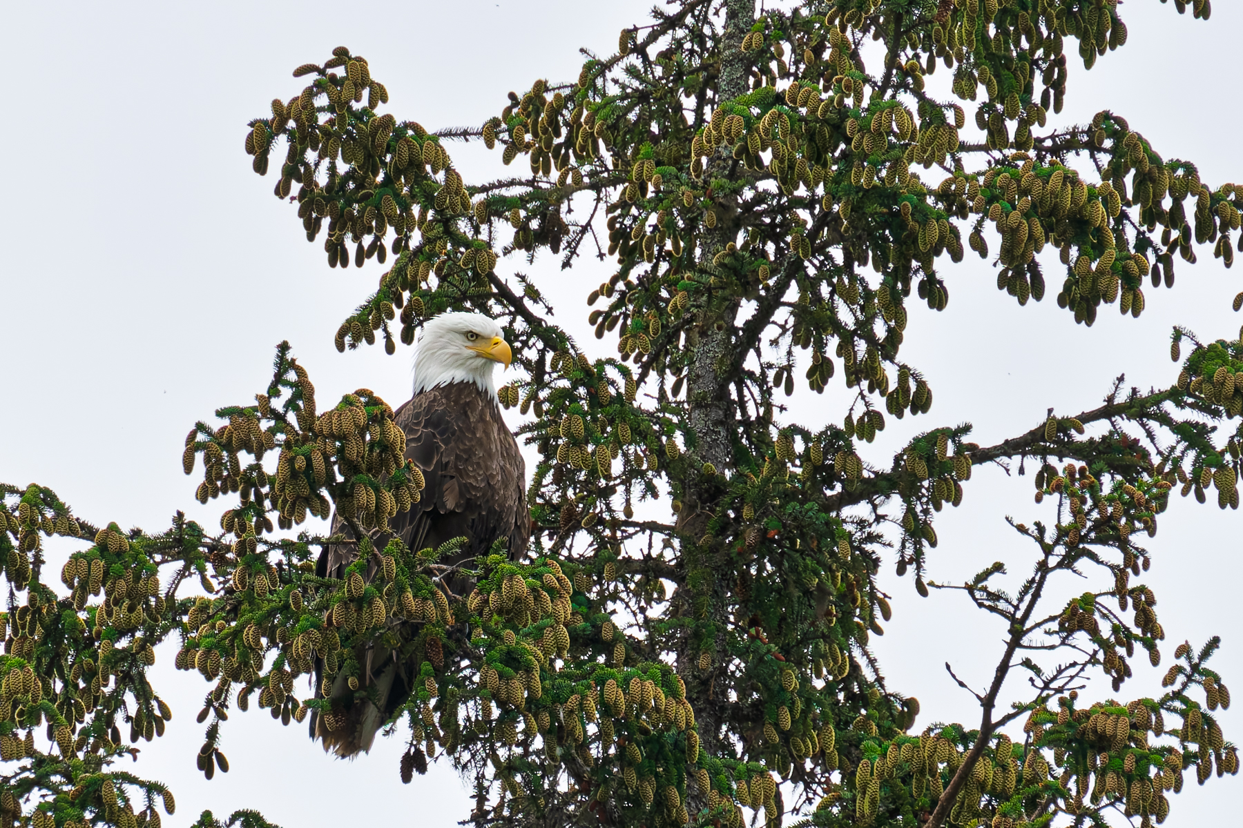 Bald eagle at Icy Strait Point.