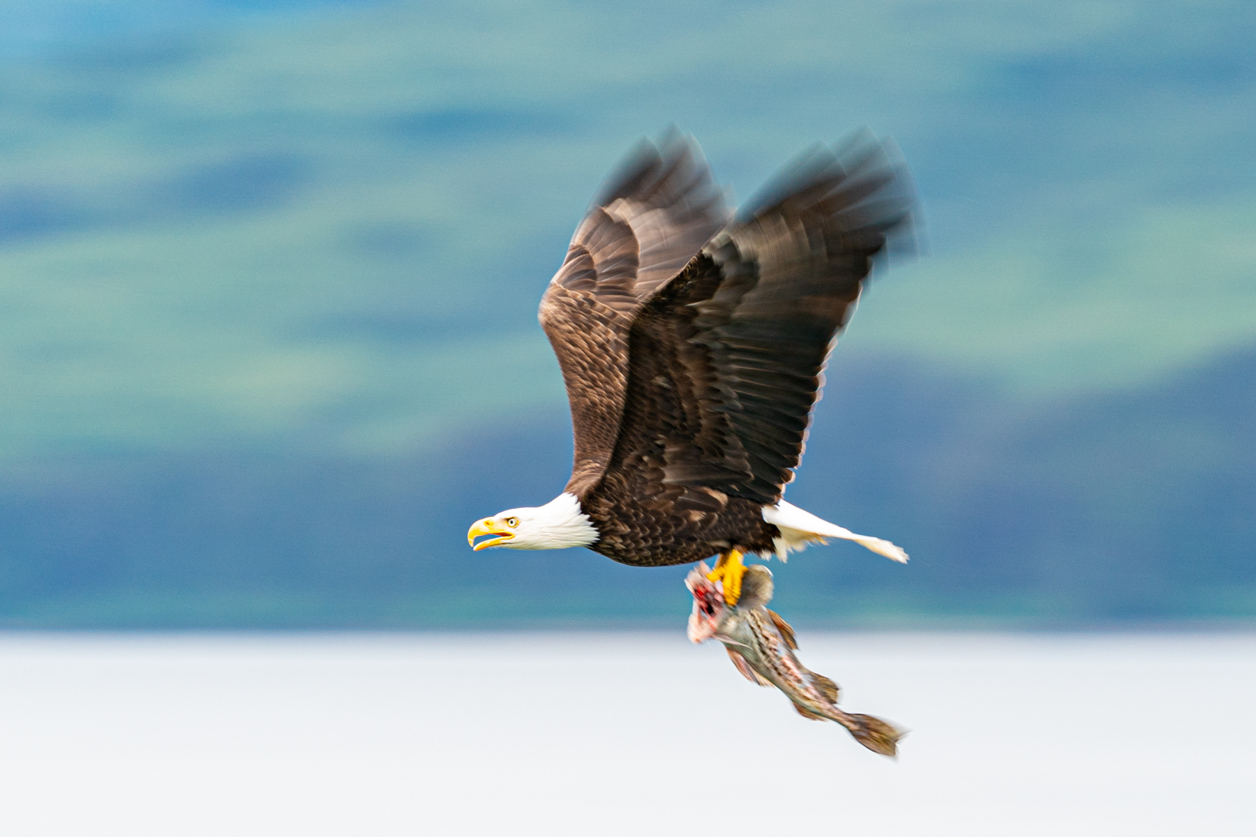Bald eagle carrying back a trout at Icy Strait Point.