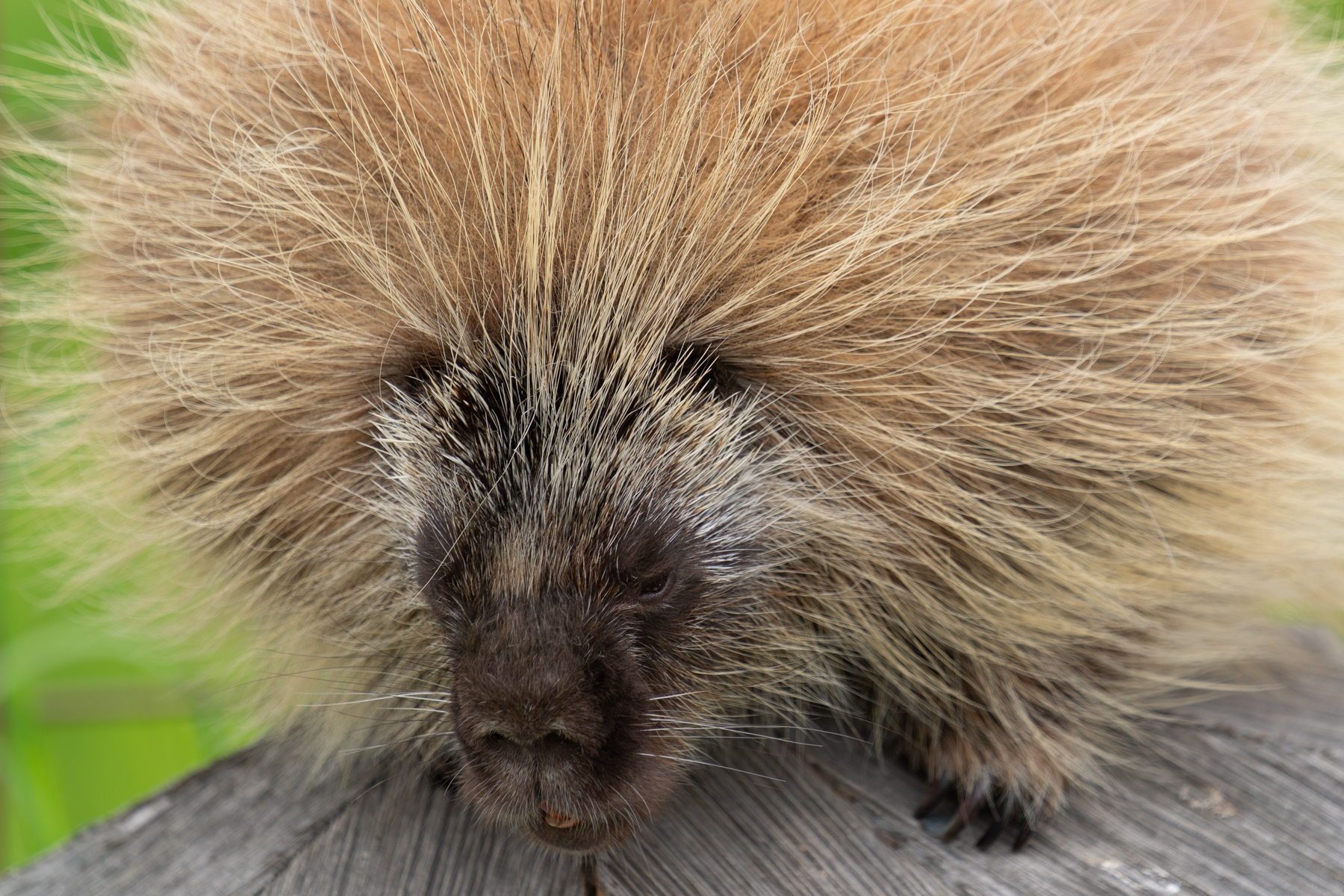 A North American porcupine.