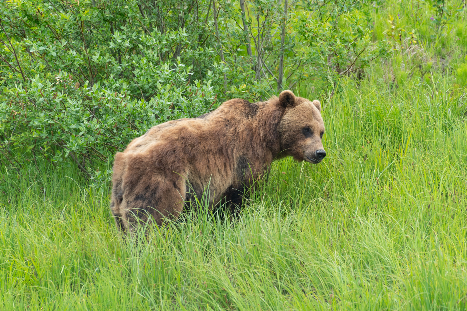 A brown bear.