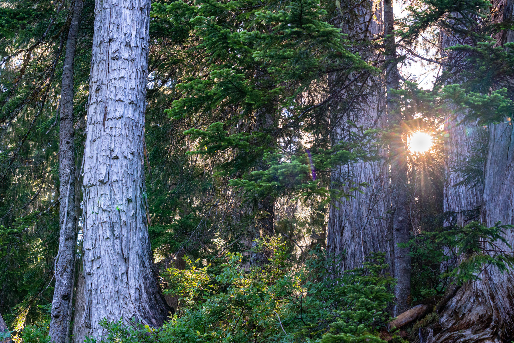 Morning sun breaking through in the Callaghan Valley.