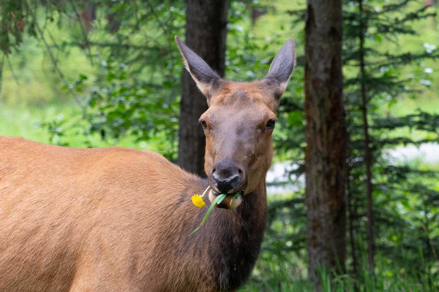 A female elk in Banff.
