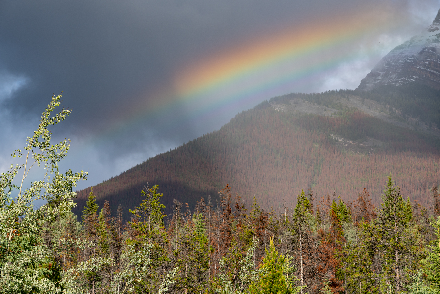 Rainbow at Athabasca Falls.