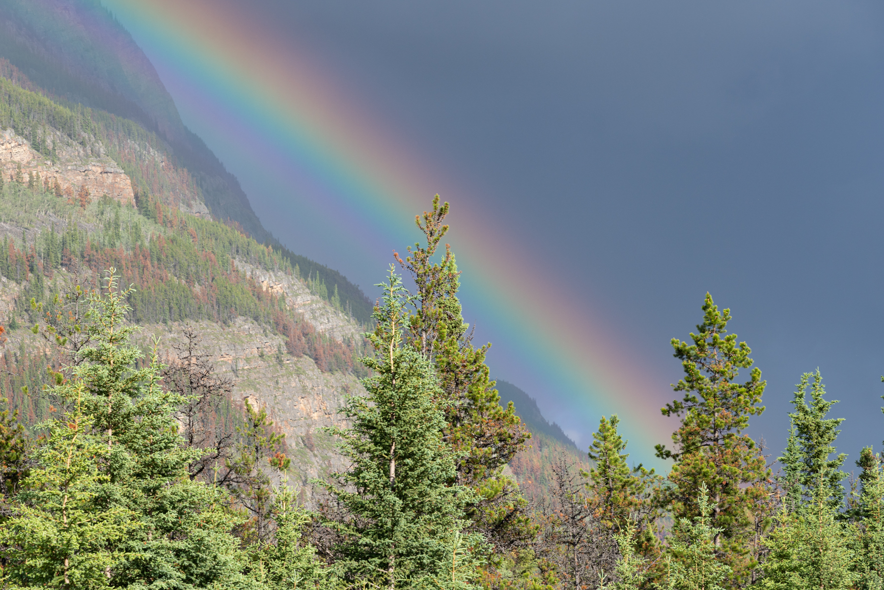 Rainbow at Athabasca Falls.