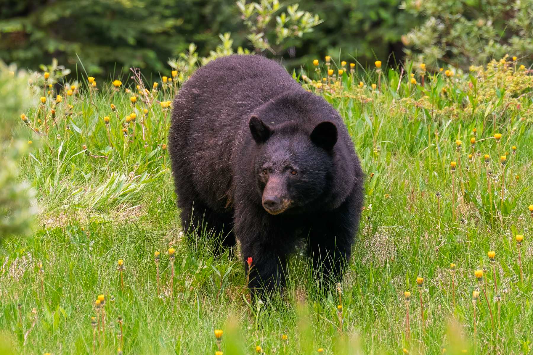 Up-close and personal with a huge brown bear on the ide of the road along the Icefields Parkway.