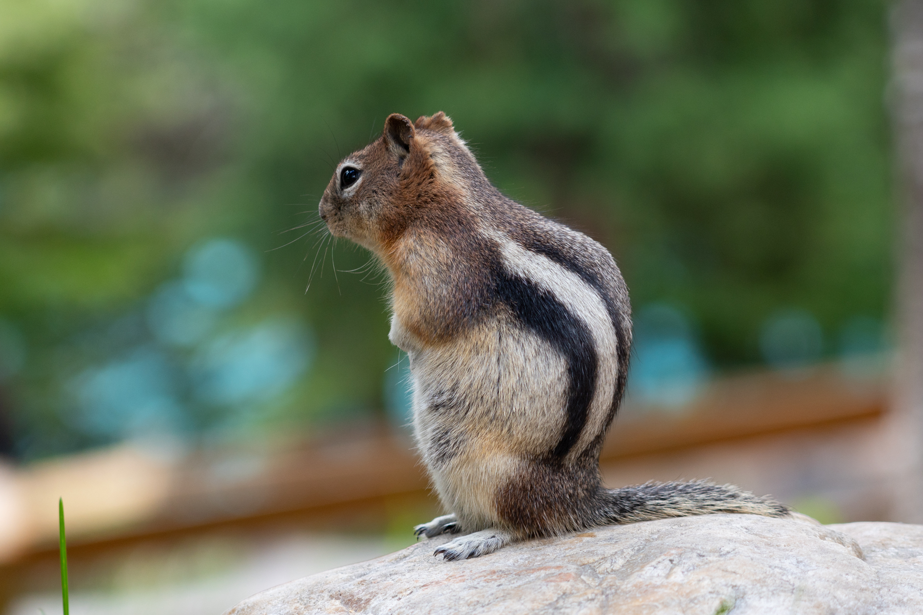 Golden-mantled Ground Squirrel at Moraine Lake.