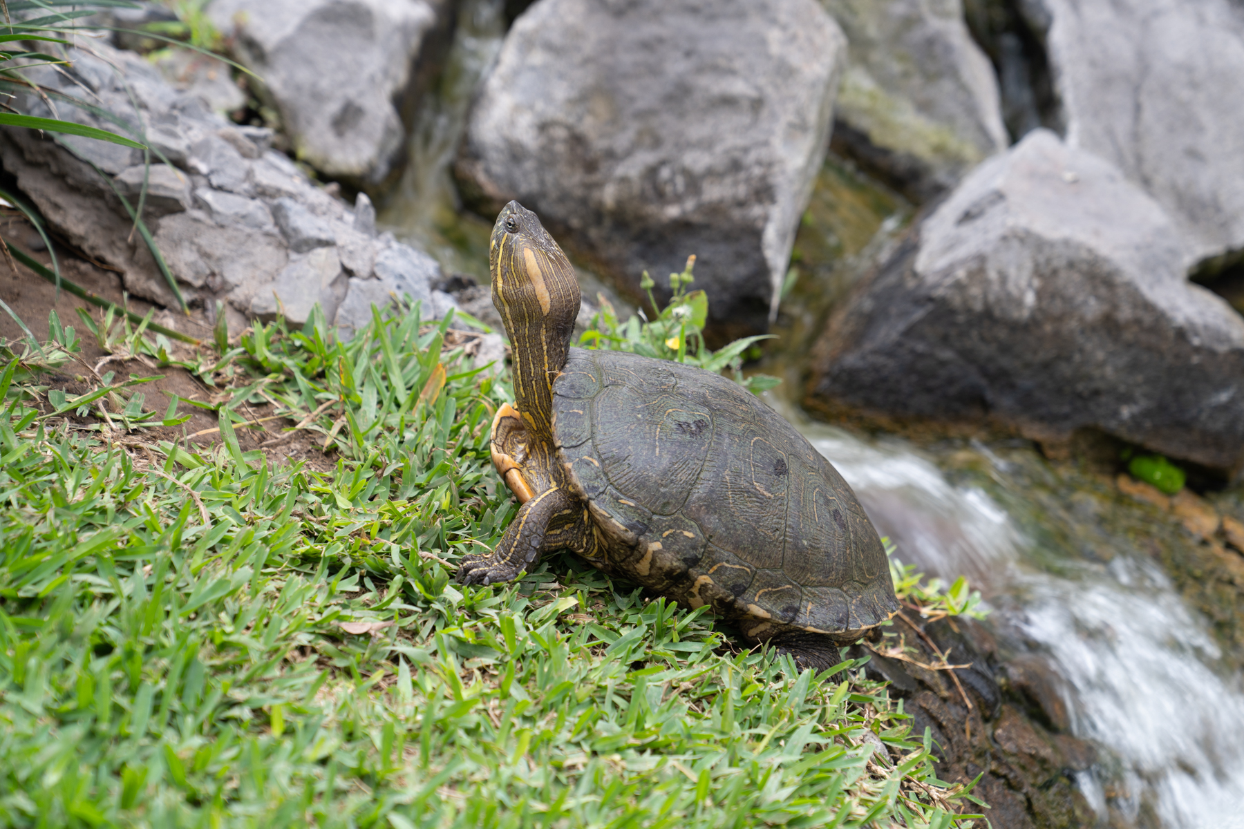 One of the hotel turtles.