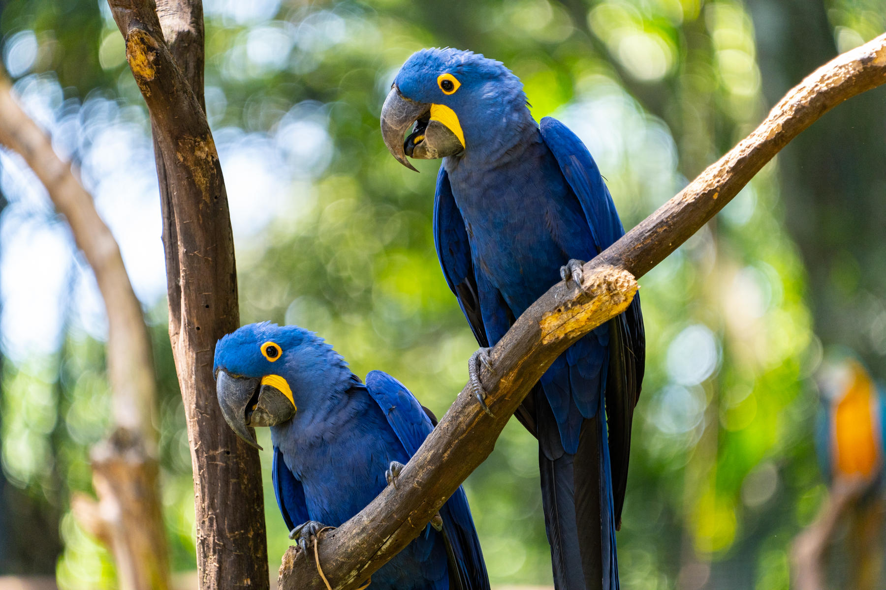 Birds in Parque das Aves.