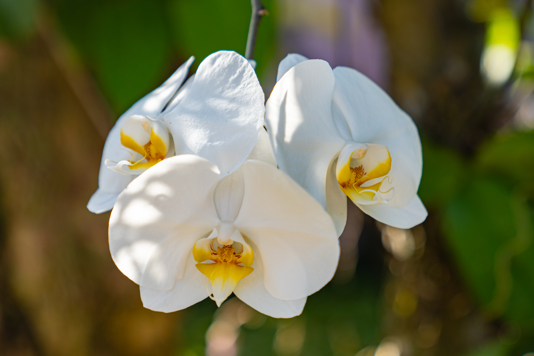 Flowers in the hotel garden.