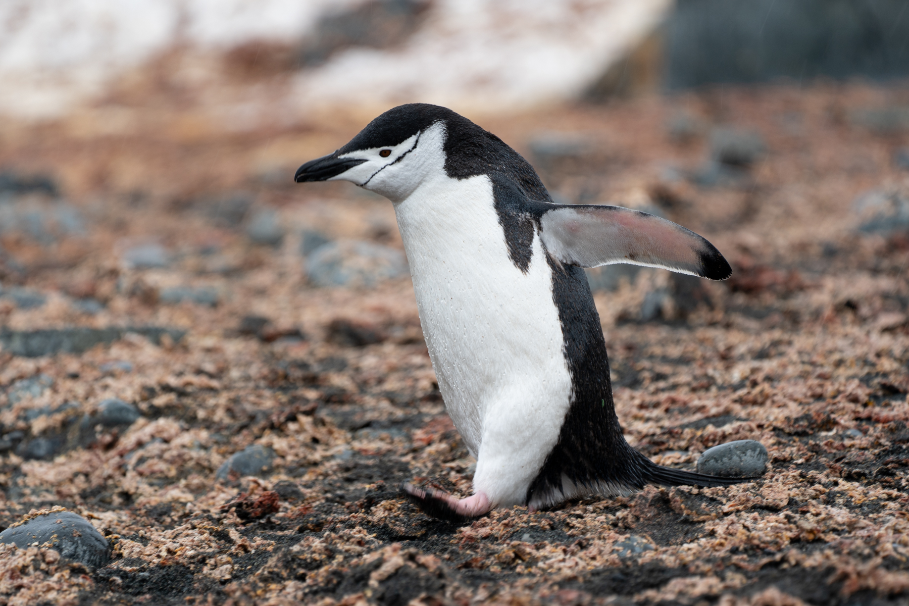A Chinstrap penguin.