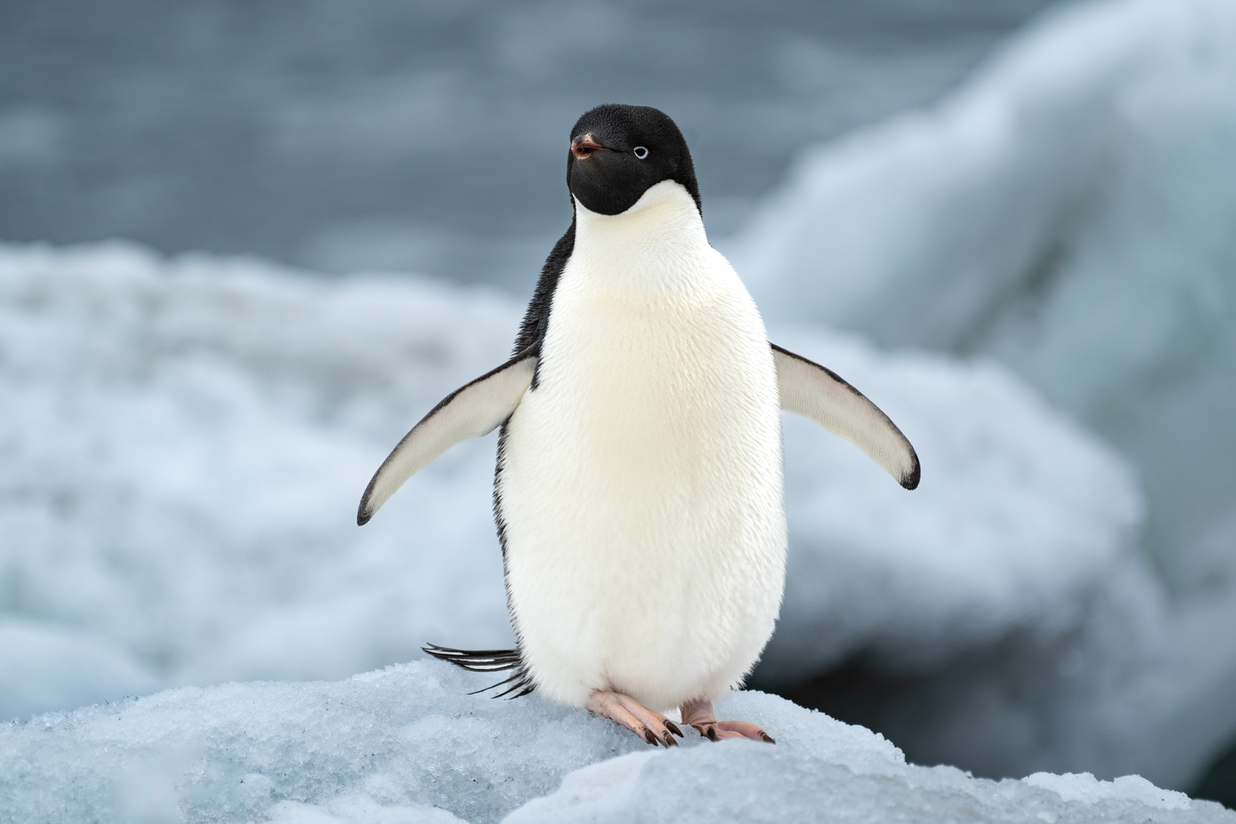 Adélie penguin.