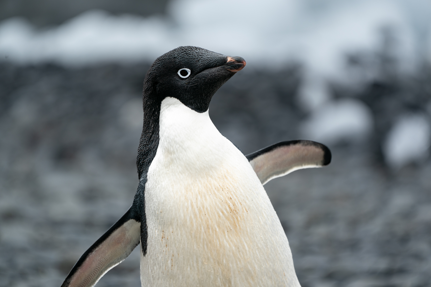 Adélie penguin.