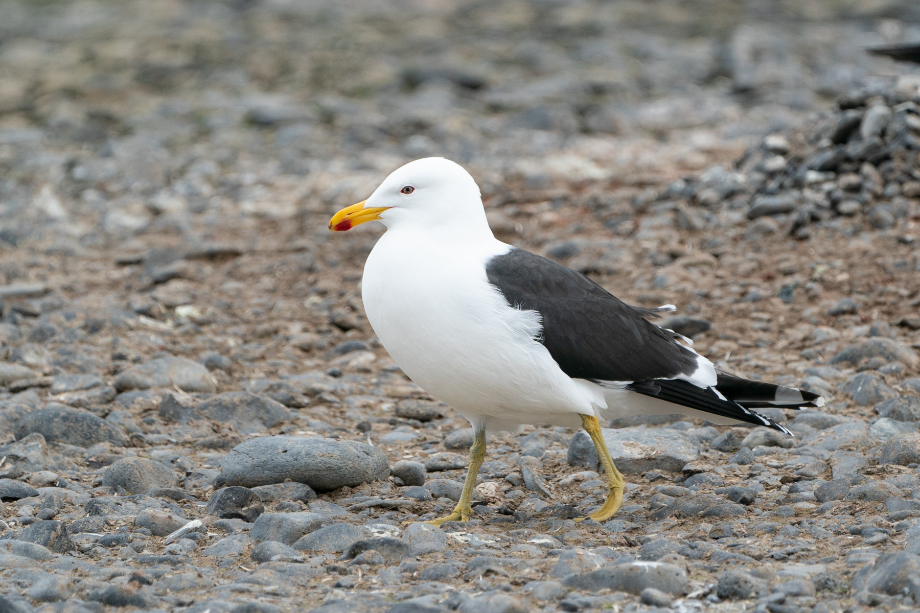 Kelp gull.