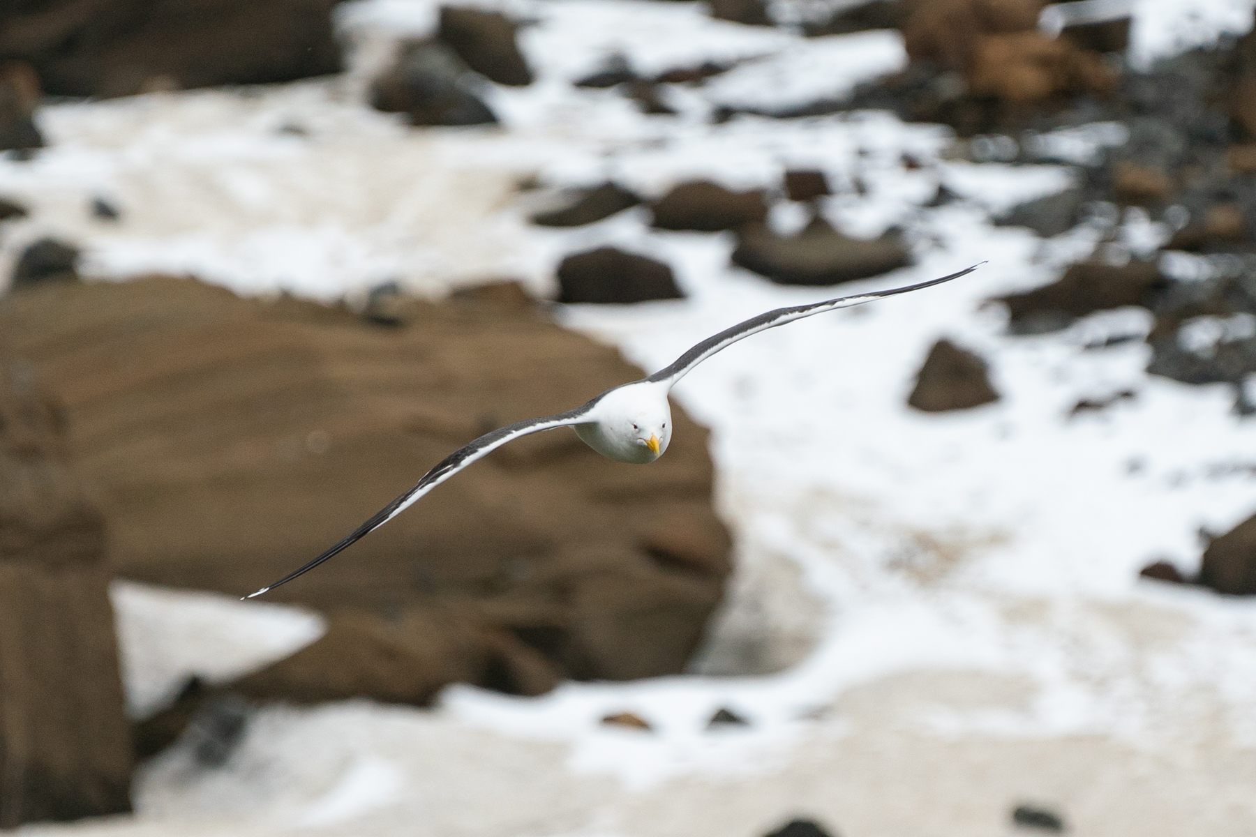 Kelp gull.