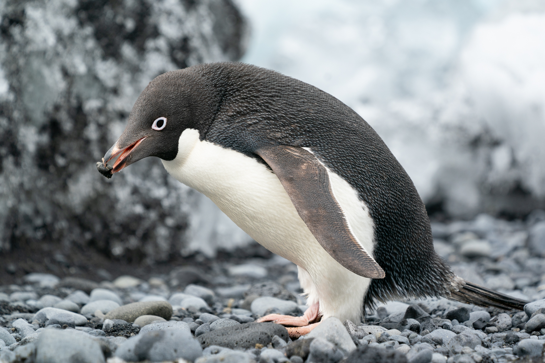 Adélie penguin.