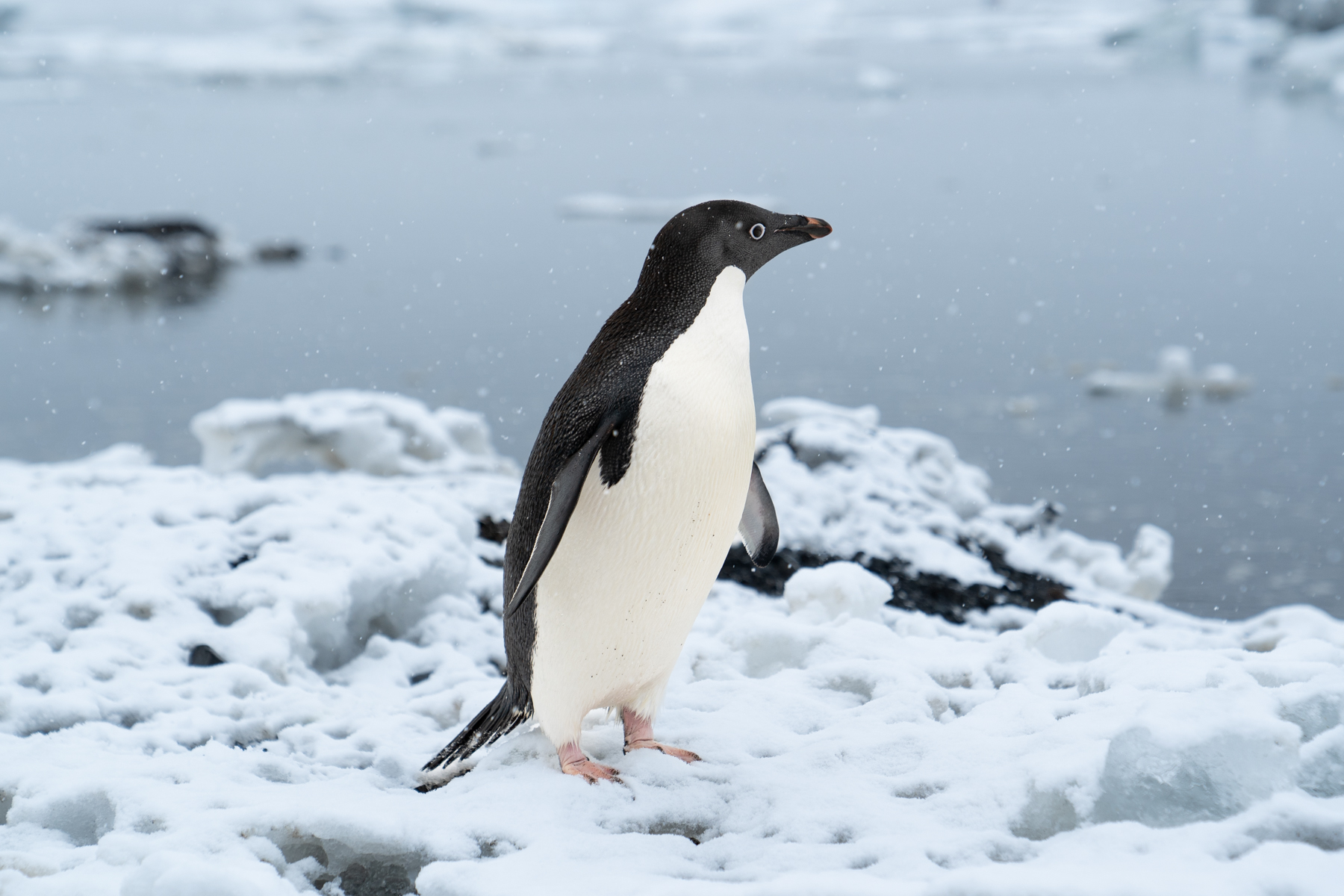 Adélie penguin.