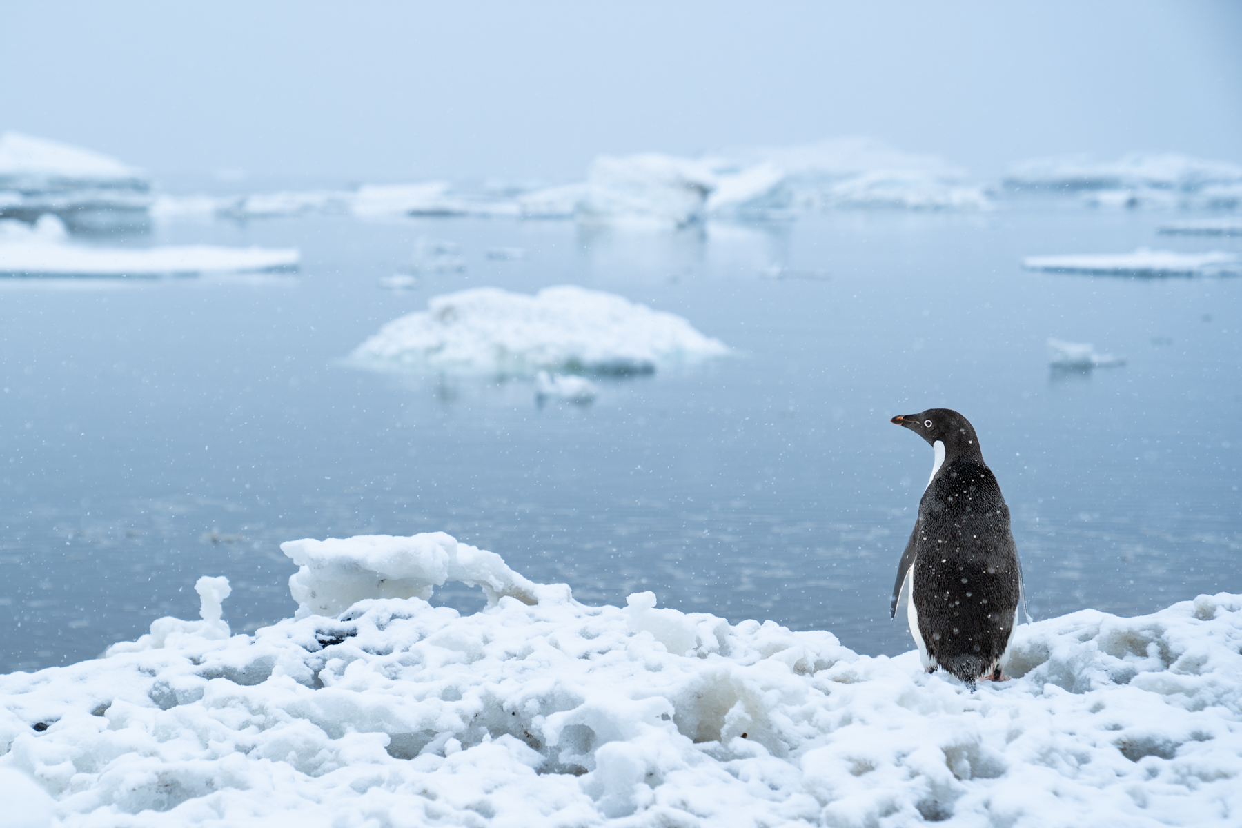 Adélie penguin.