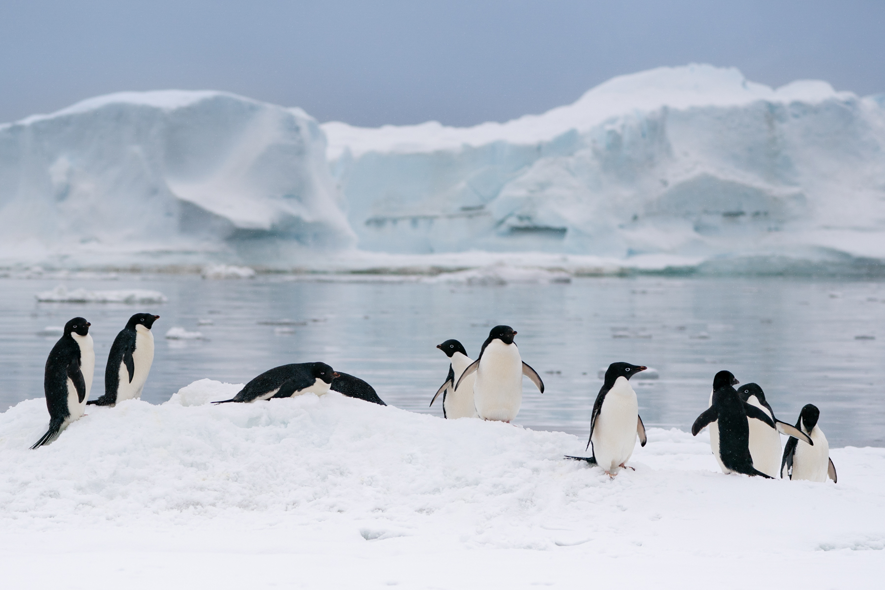 Adélie penguins.