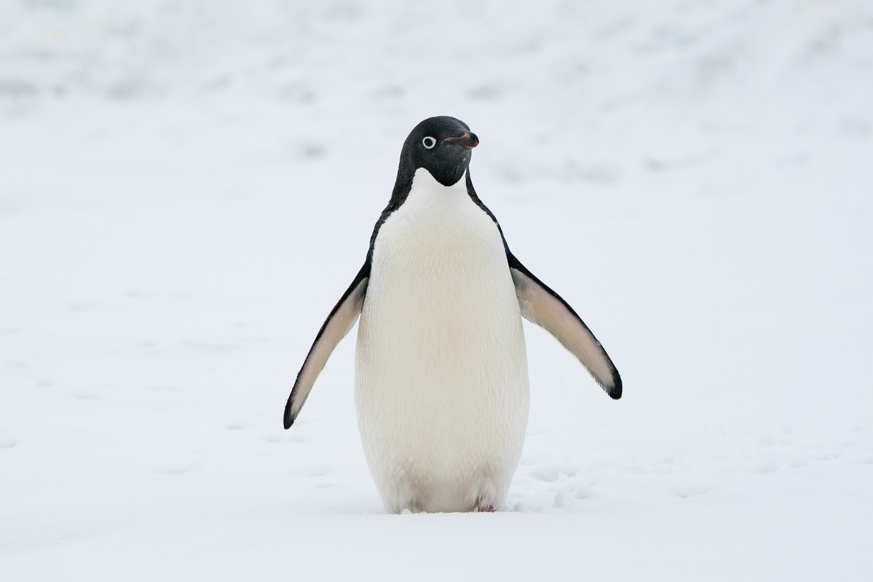 Adélie penguin.