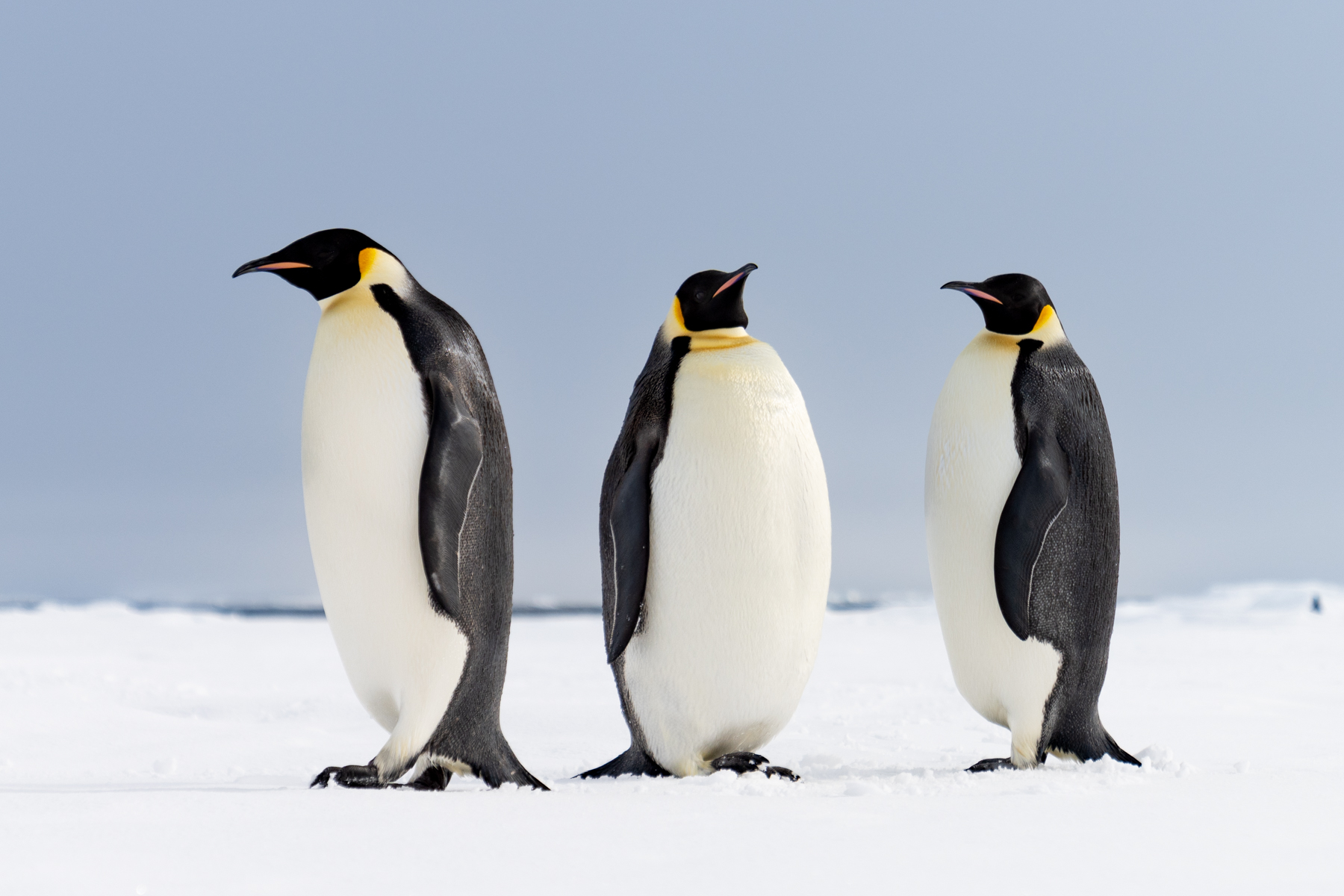 Emperor penguins.