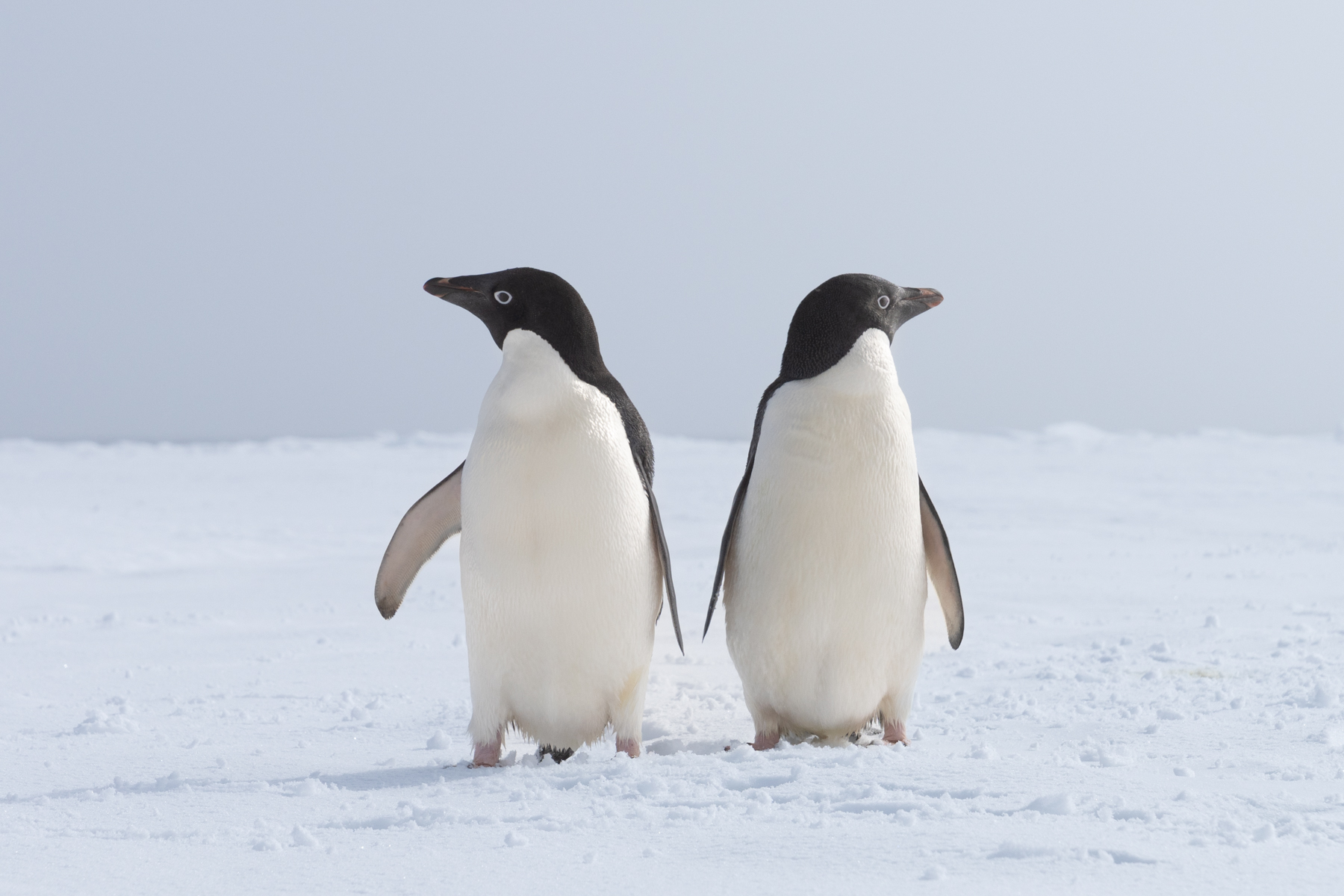 Adélie penguins.