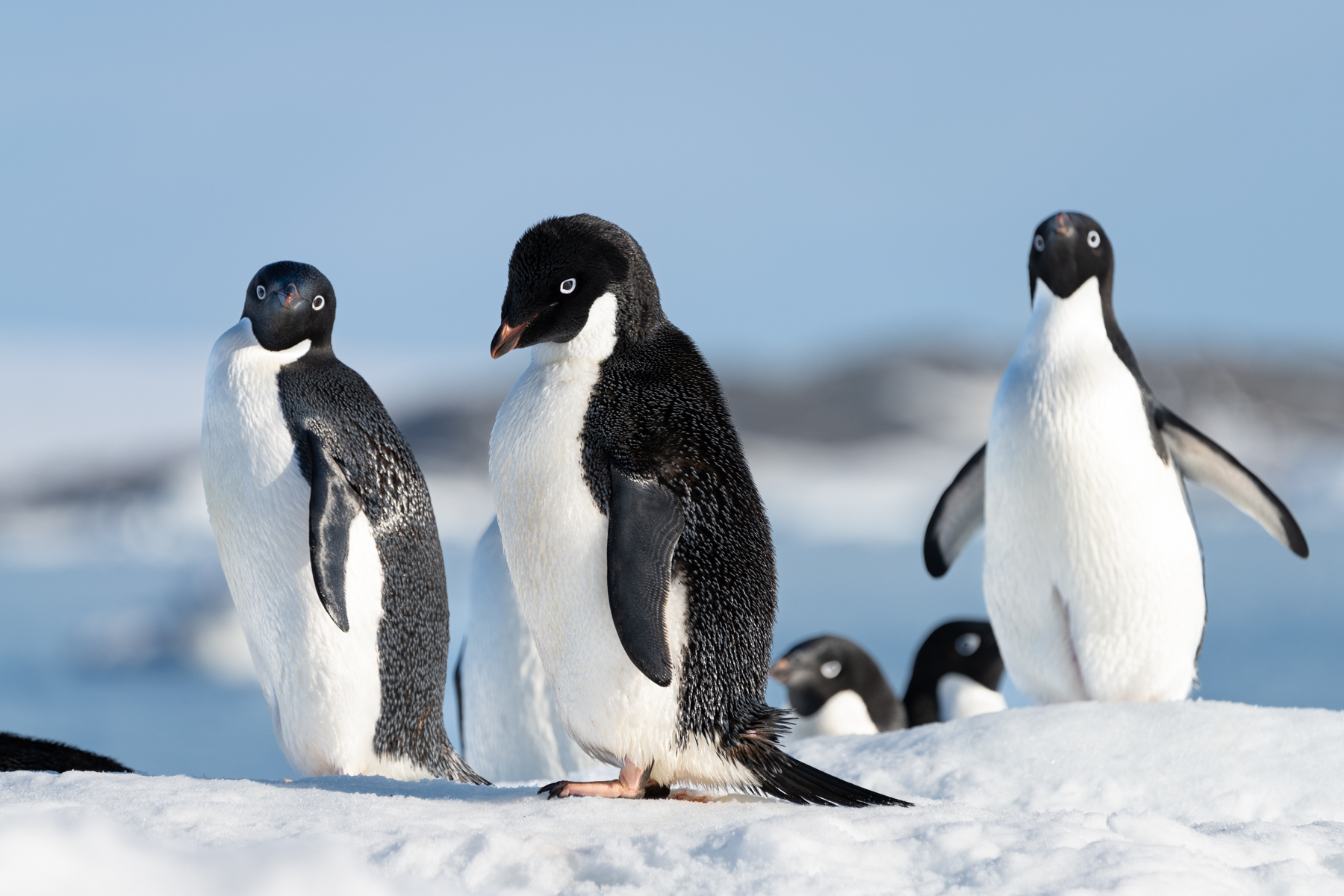 Adélie penguins.