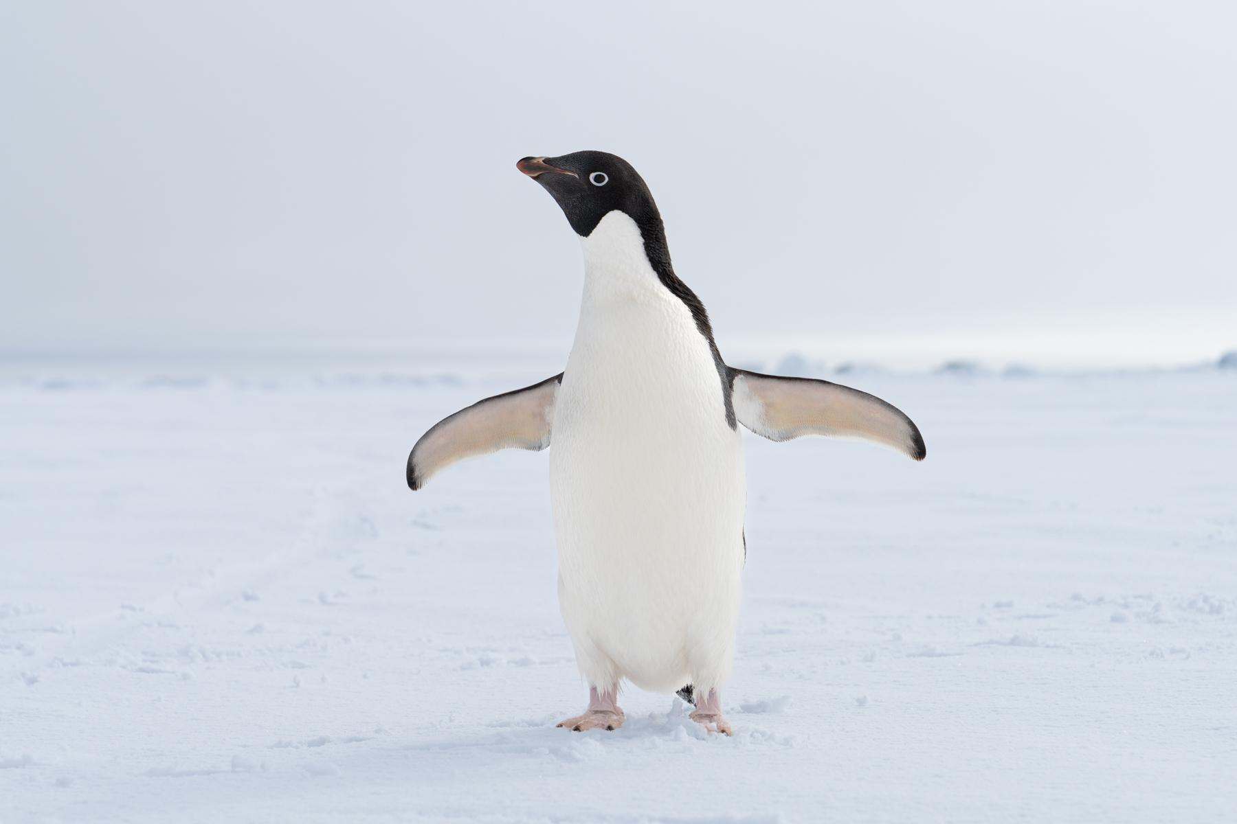 Adélie penguin.