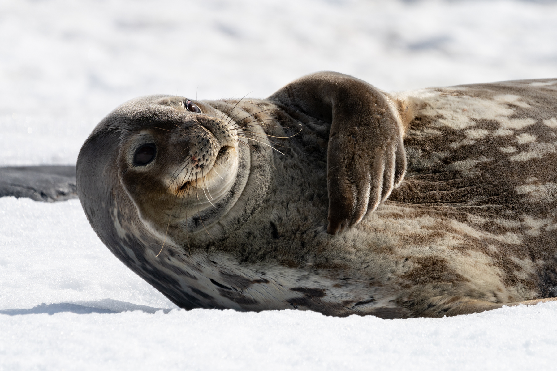 Weddell seal.