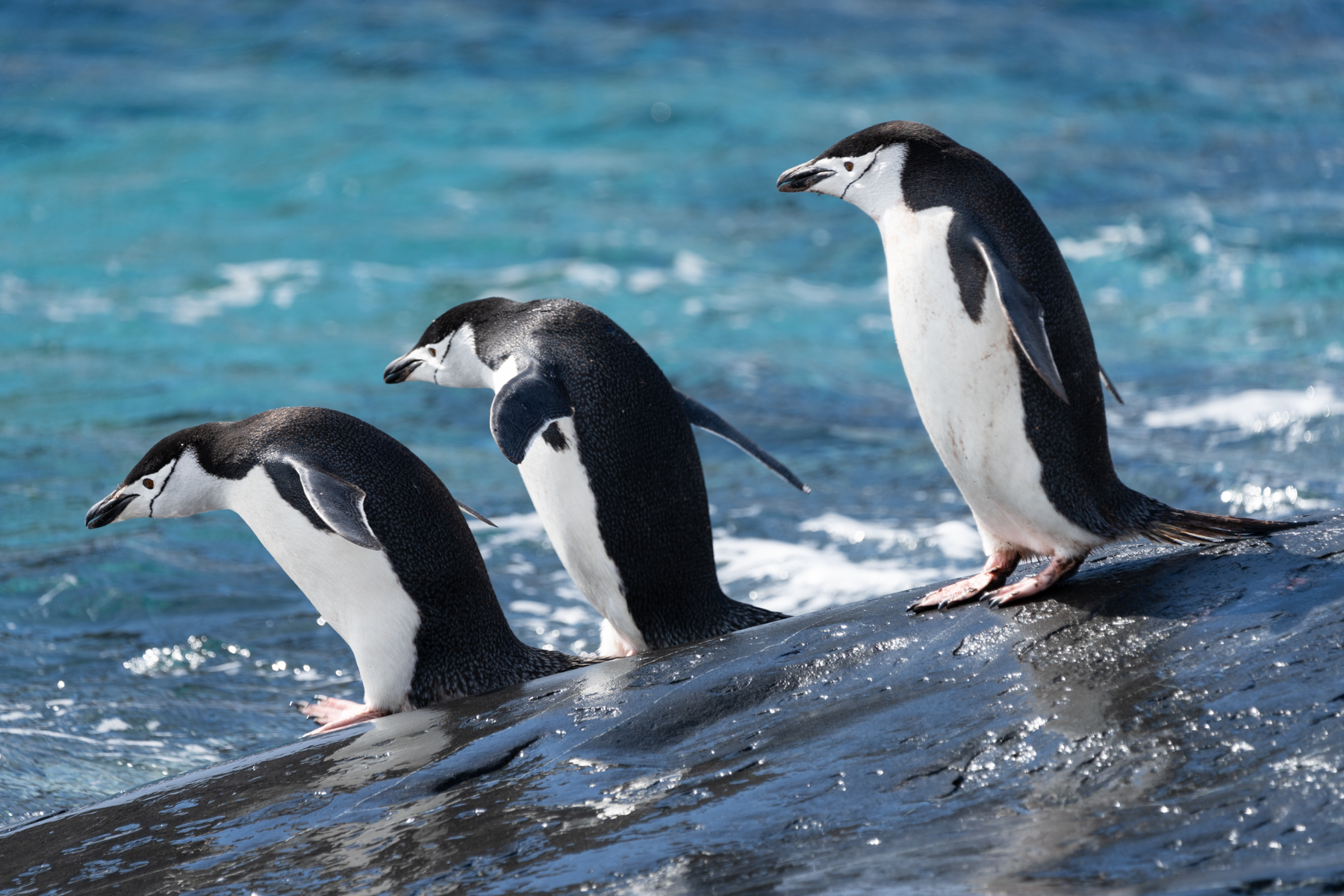 Chinstrap penguins.