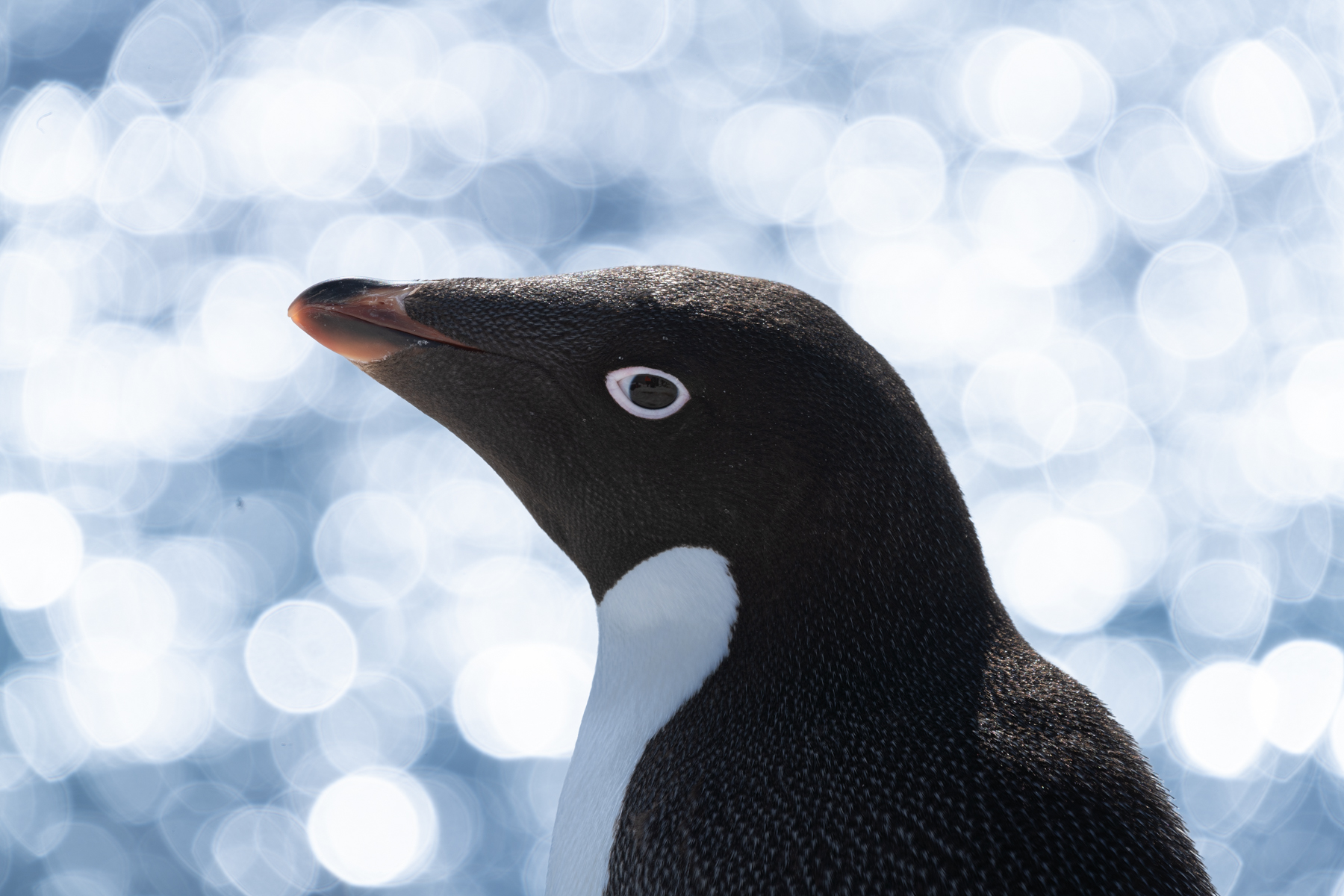 Adélie penguin.