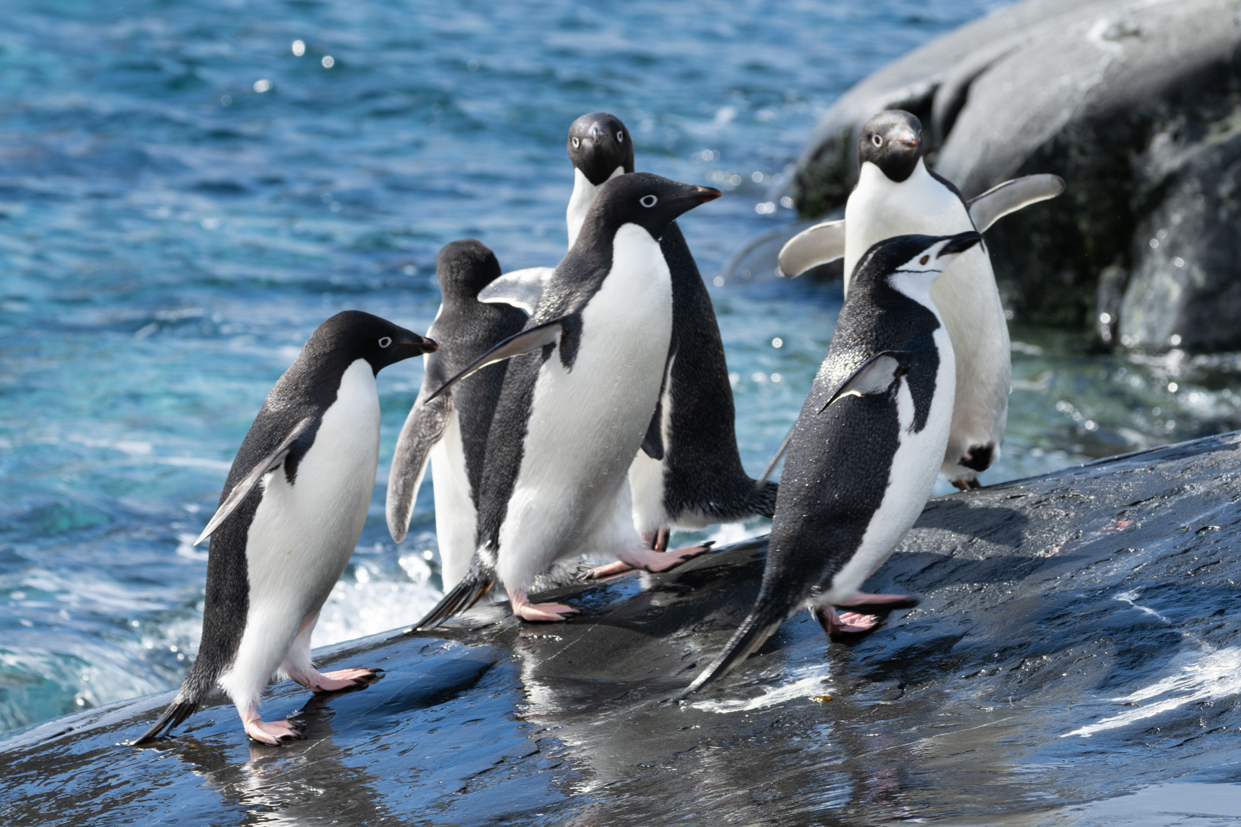 Adélie and Chinstrap penguins.