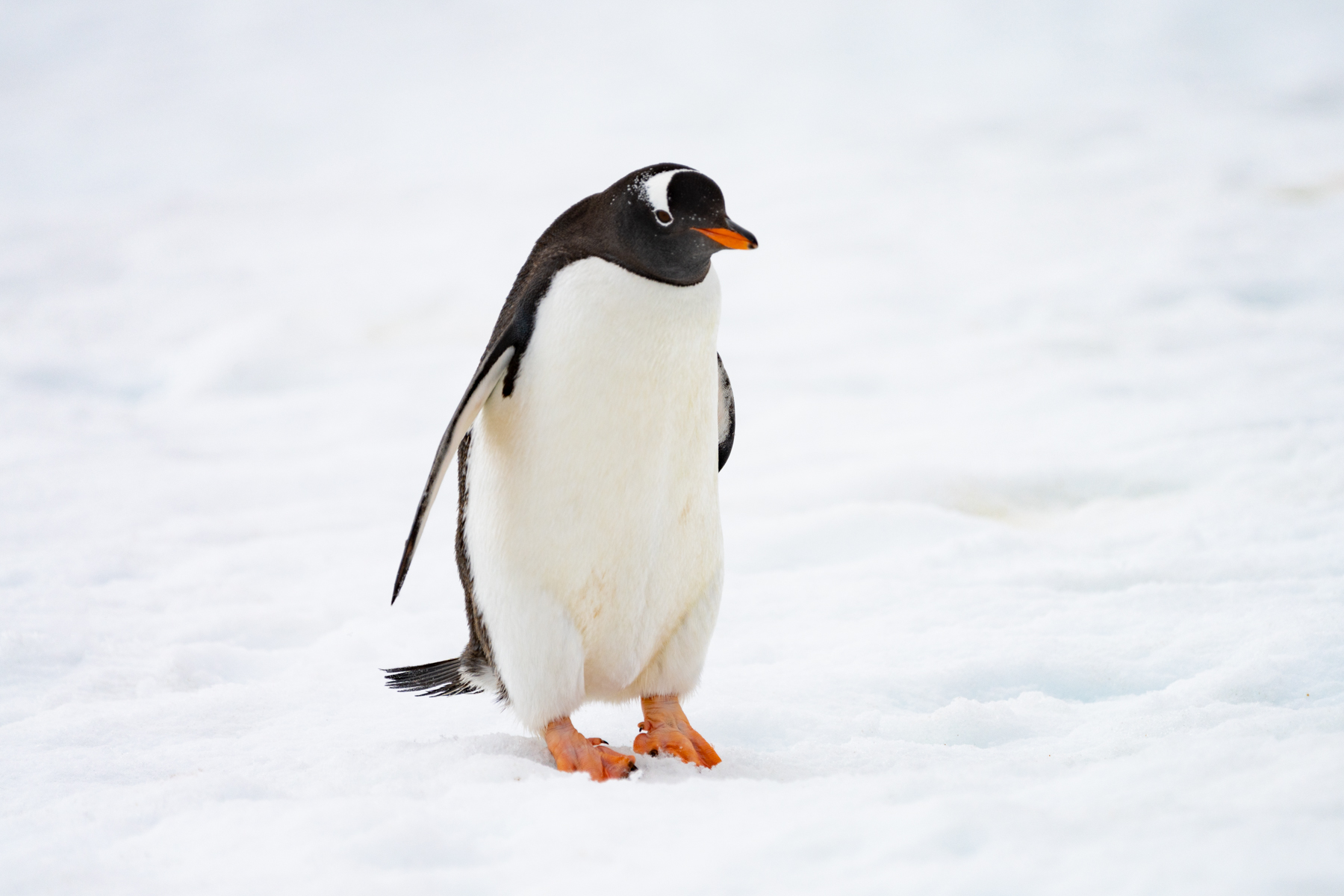Gentoo penguin.