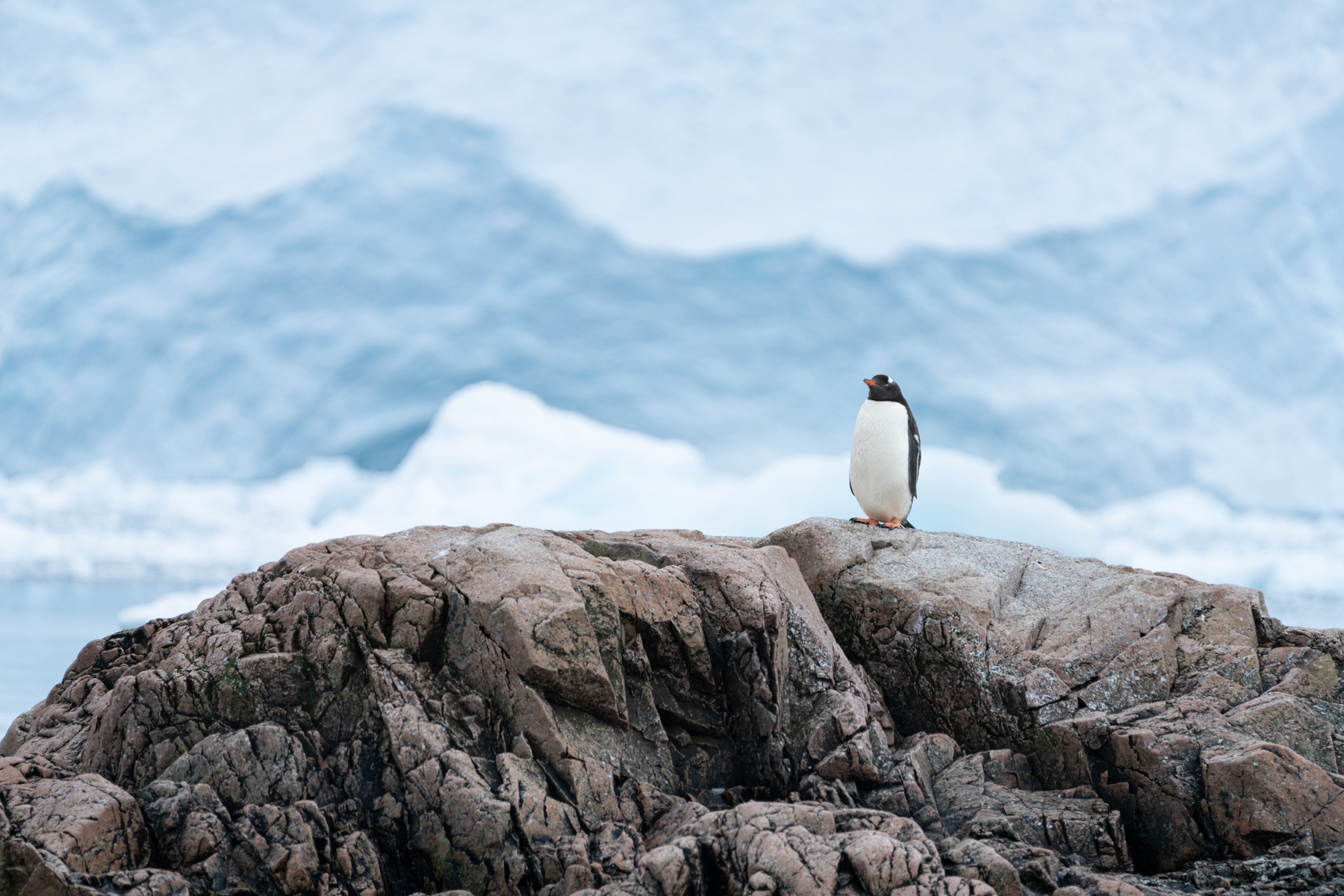 Gentoo penguin.