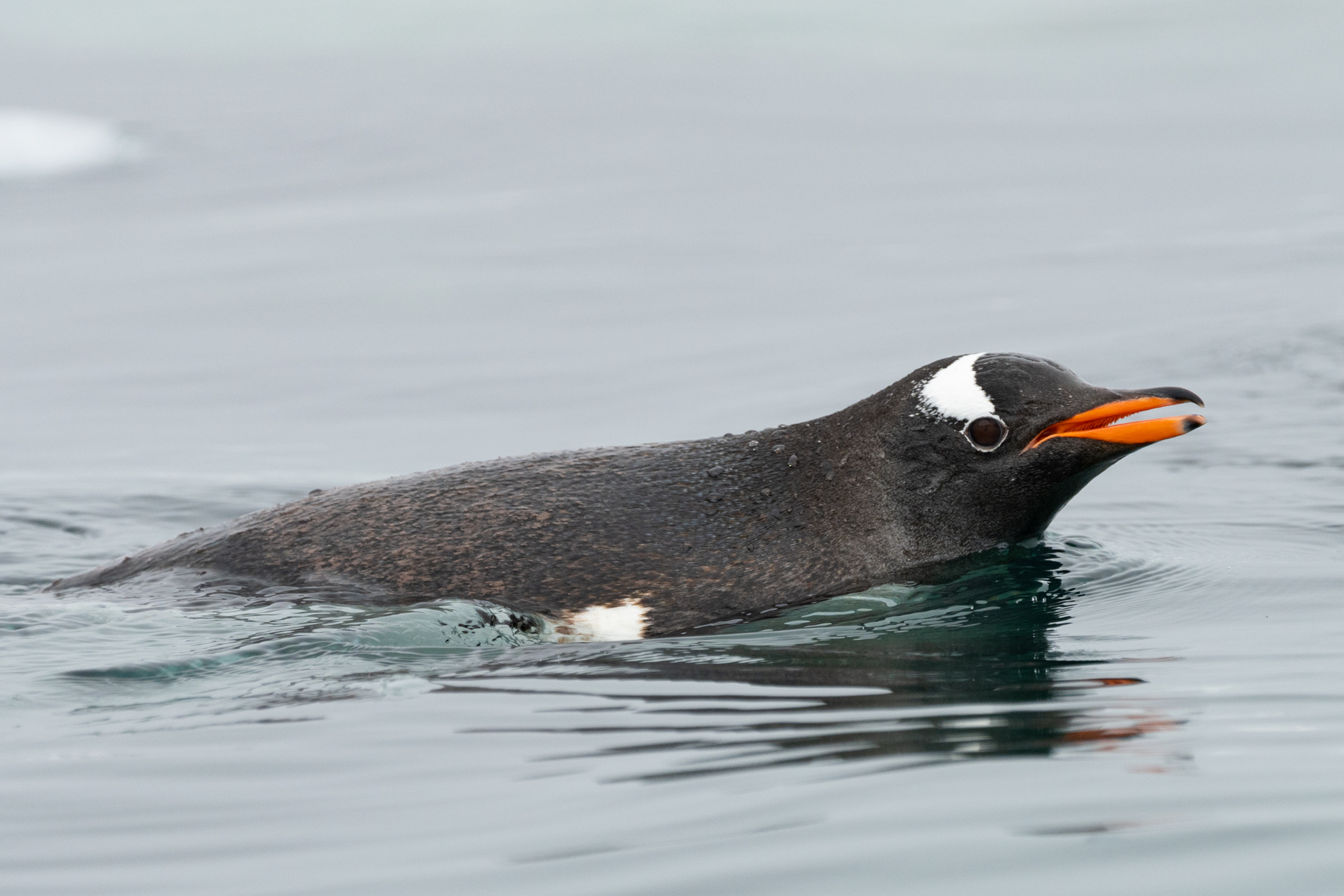 Gentoo penguin.