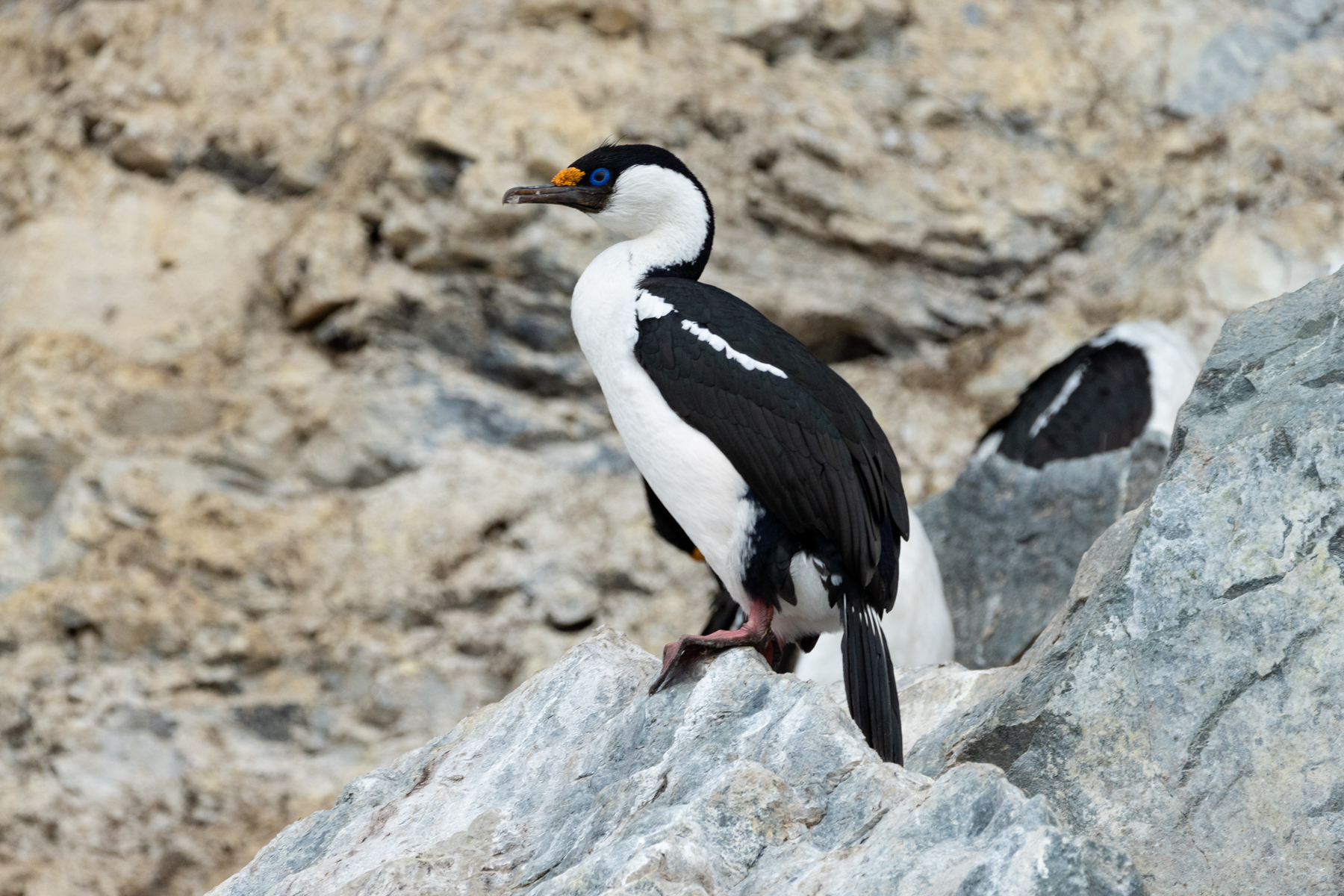 A shag on a rock!