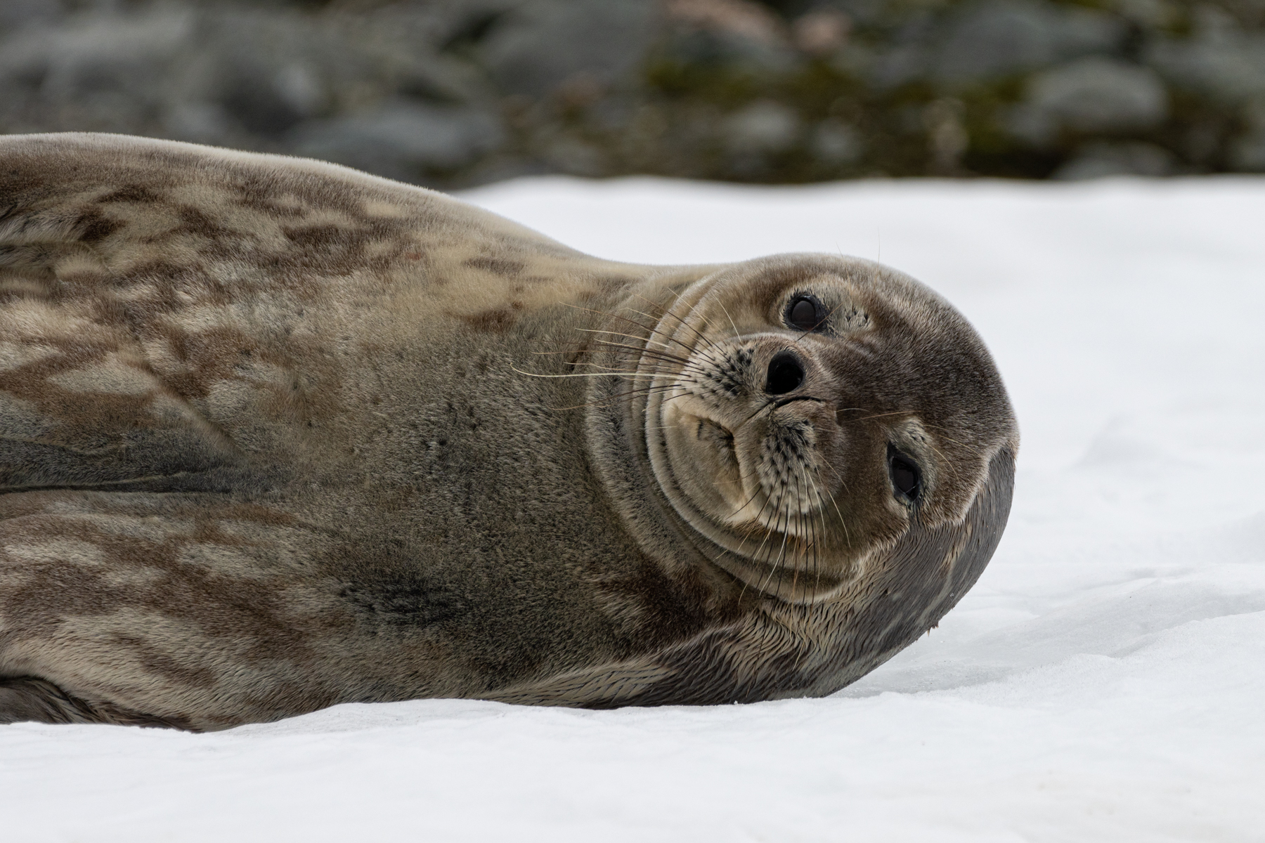 Weddell seal.