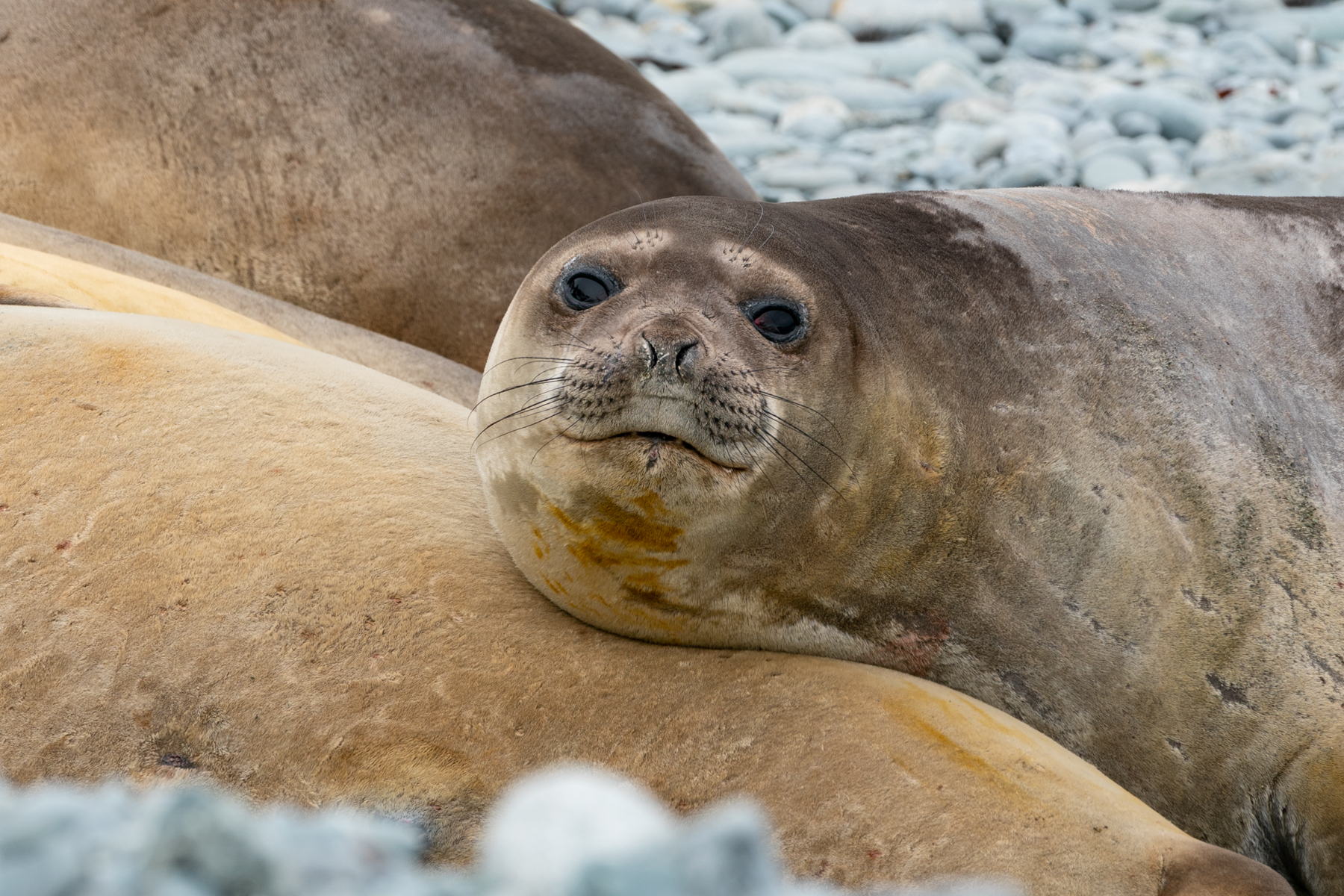 Elephant seal.