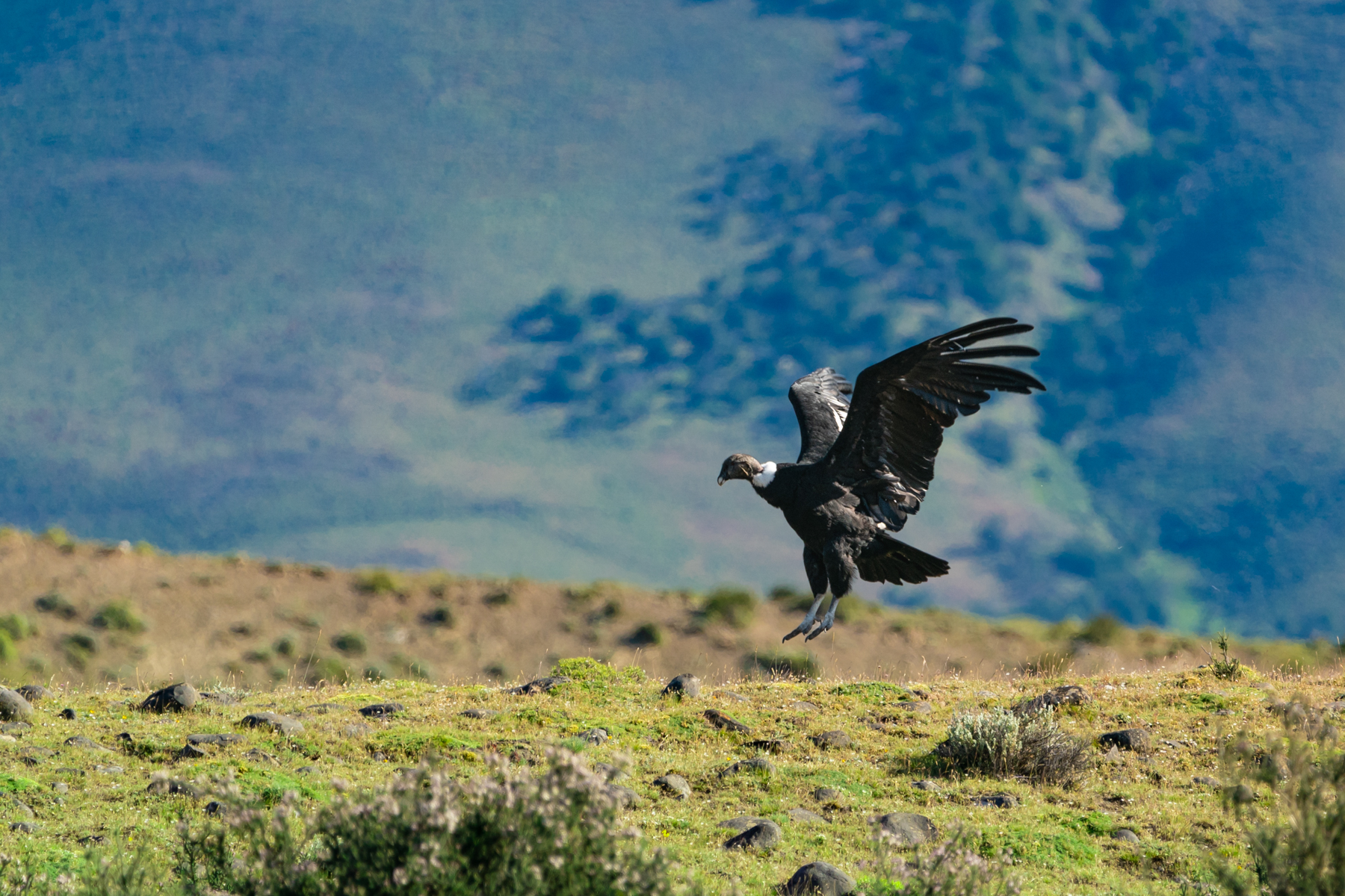 Condor.