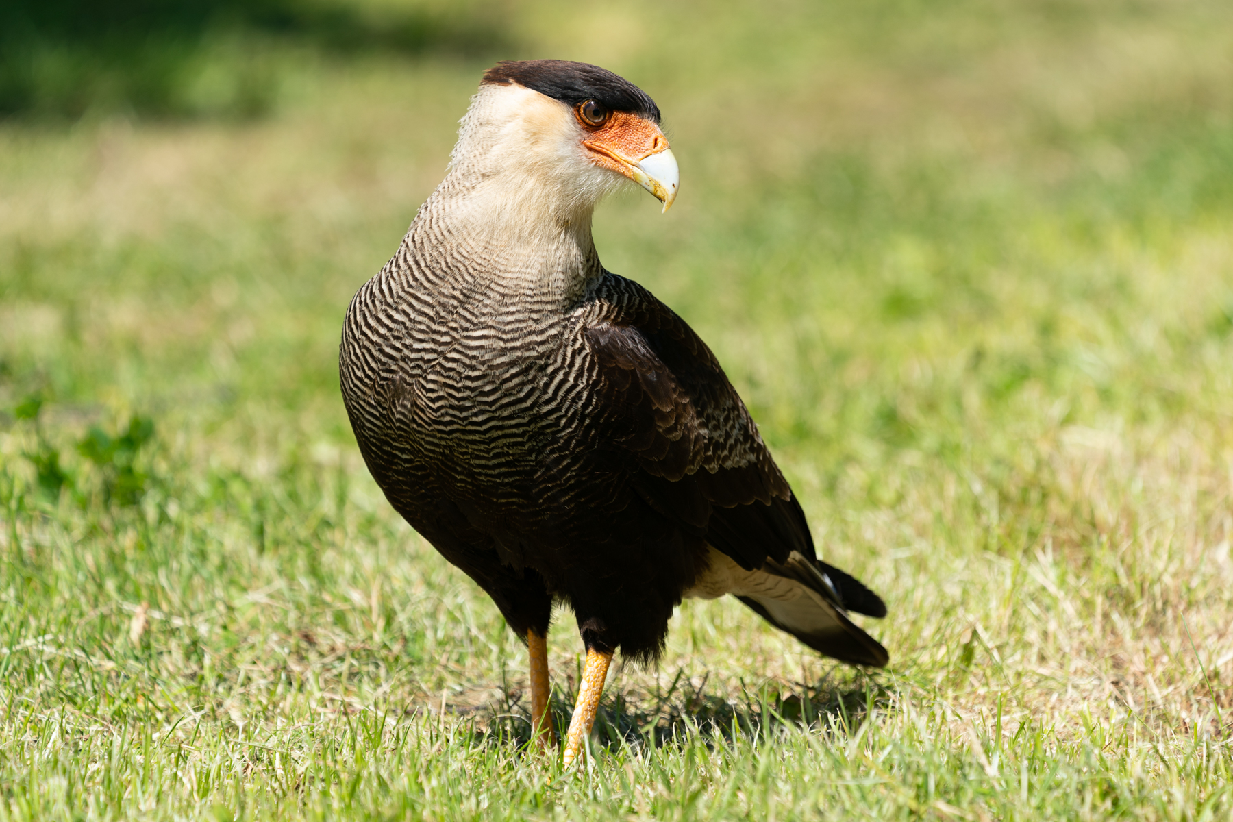 Crested caracara.