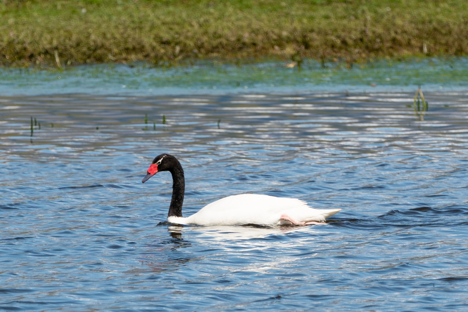 Black-necked swan.